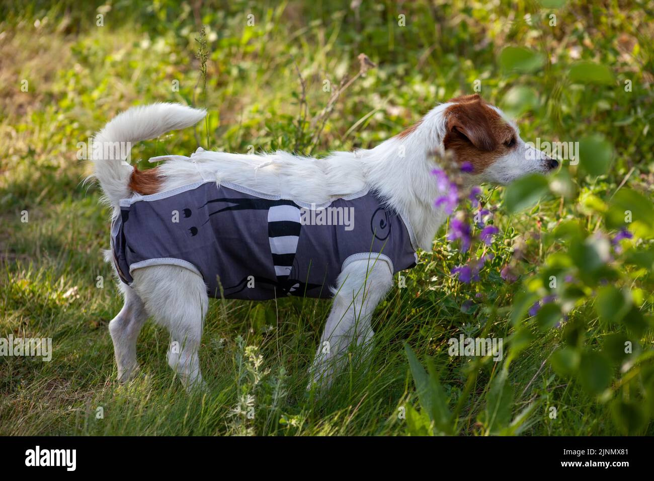 Jack Russell in einer Jacke nach der Operation, ein Hund auf einem Spaziergang in der Natur. Stockfoto