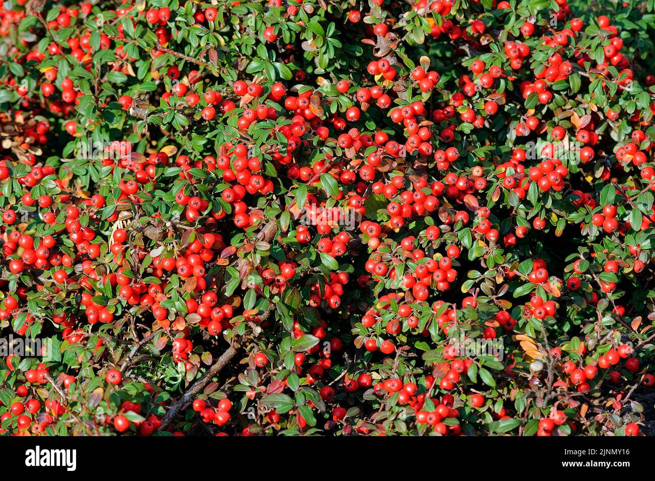 Bodenbedeckung von Bärentraubenkotoneaster (Cotoneaster horizontalis) Stockfoto