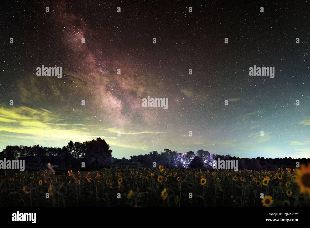 Ein Feld mit kurzen Sonnenblumen unter unserer Milchstraßengalaxie, von Indiana aus gesehen. Wolken verdecken teilweise die Sterne. Enthält Umweltverschmutzung. Stockfoto