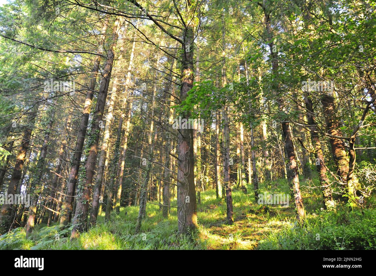 Irischer Wald Stockfoto