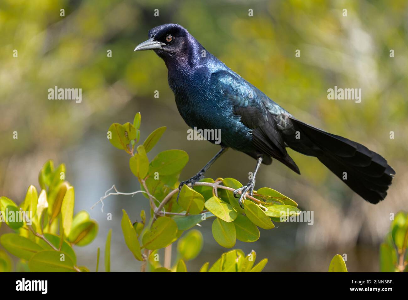 Boot-angebundene Grackle Stockfoto