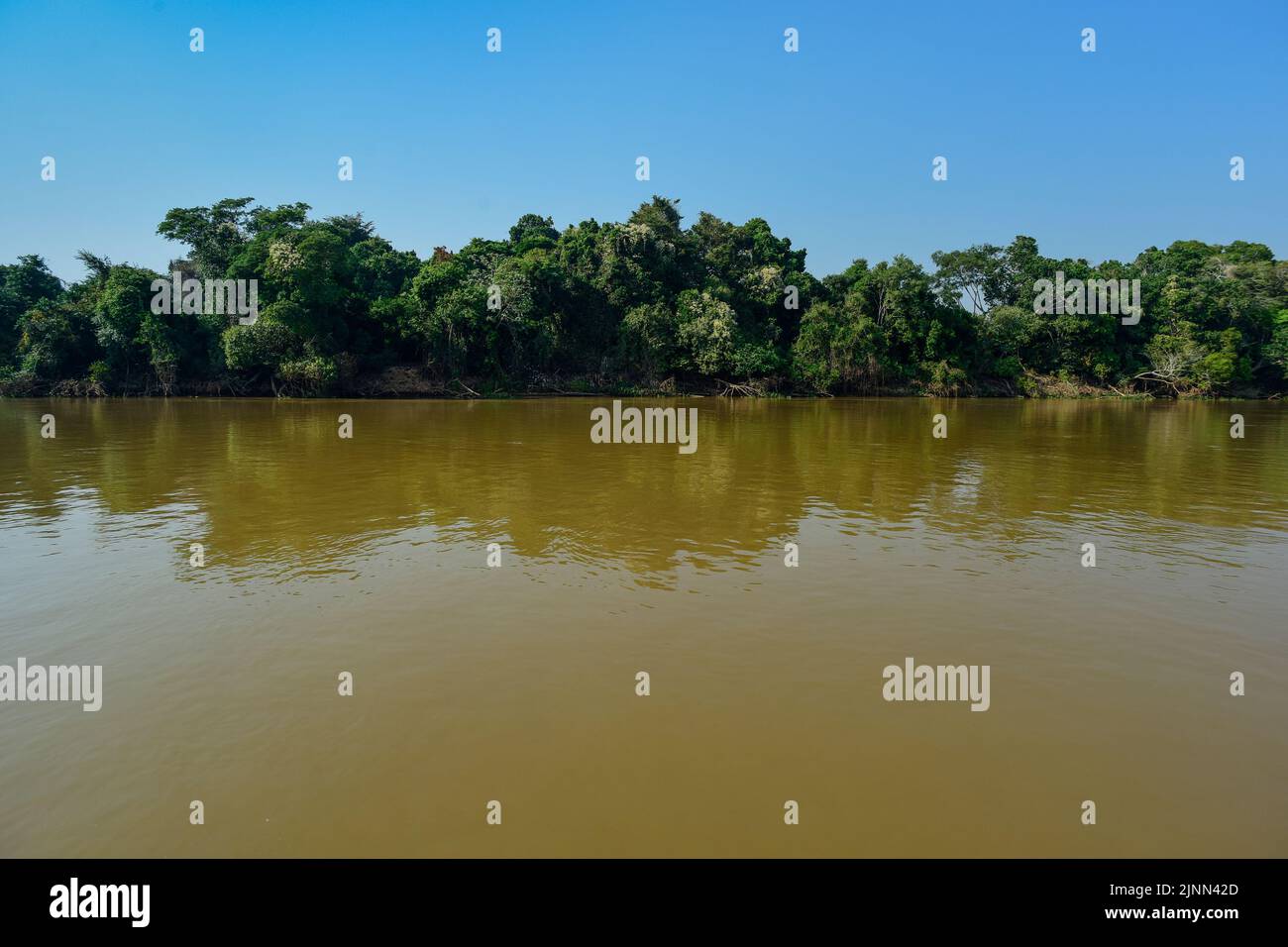 Flusslandschaft Cuiabá, Pantanal-Wald , Mato grosso, Brasilien Stockfoto