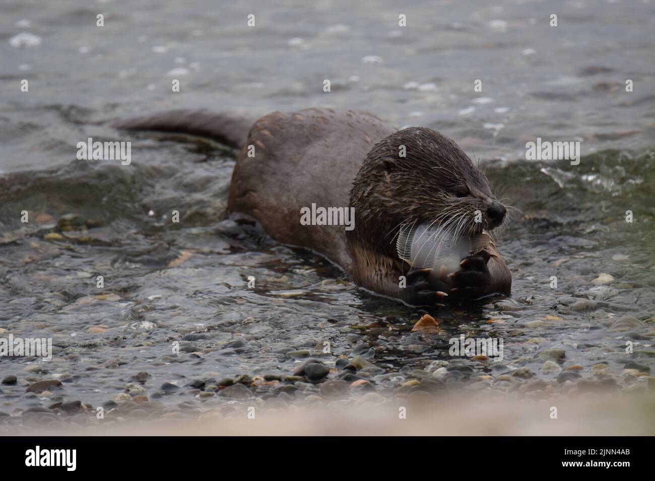 Fischotter am Strand im Lincoln Park, West Seattle Stockfoto