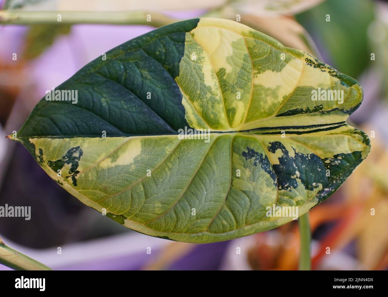 Atemberaubende gelbe und grne Marmorbltter von Alocasia Frydek, einer  seltenen tropischen Pflanze Stockfotografie - Alamy