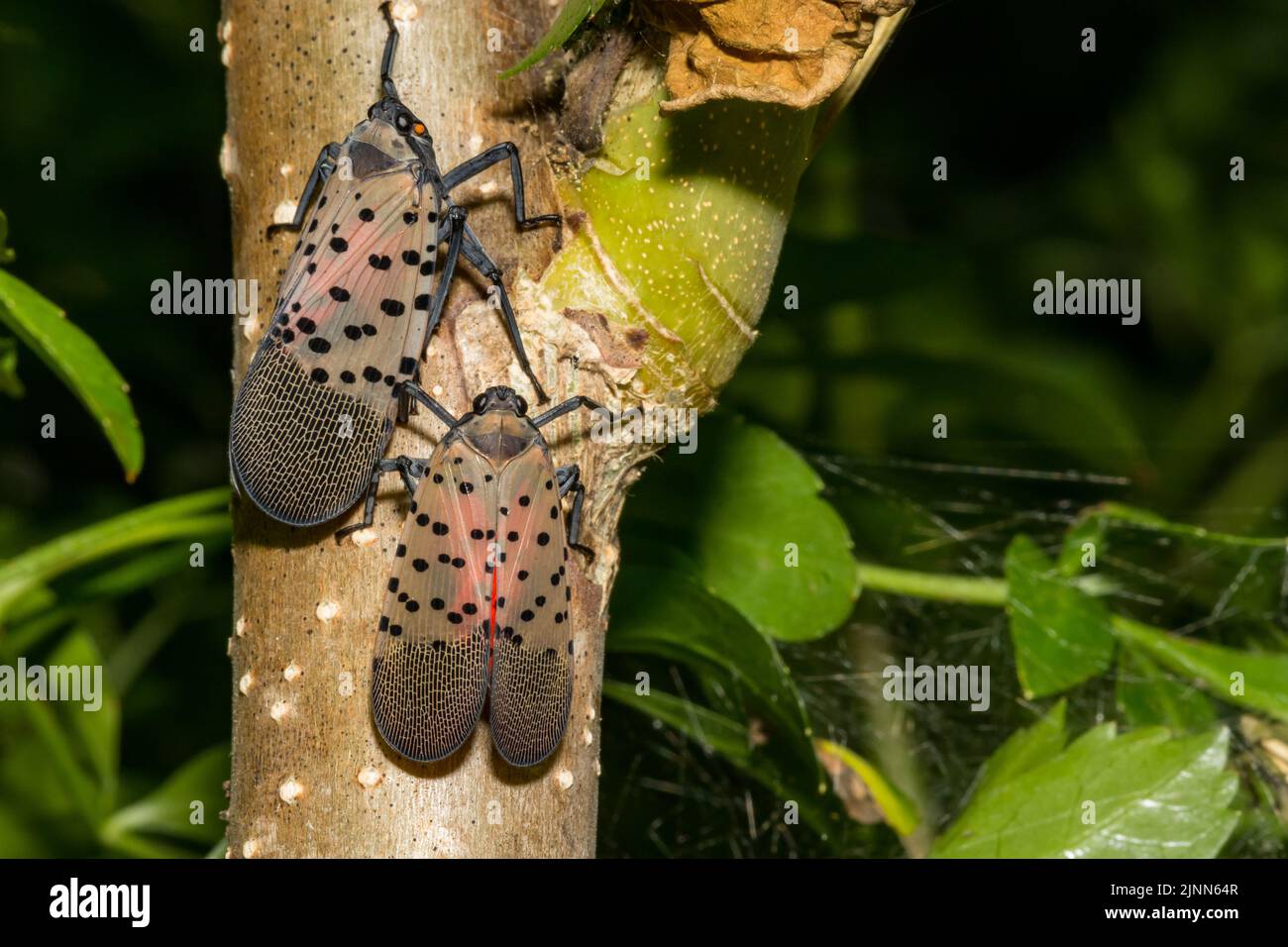 Gepunktete Lanternfly - Lycorma delicatula Stockfoto