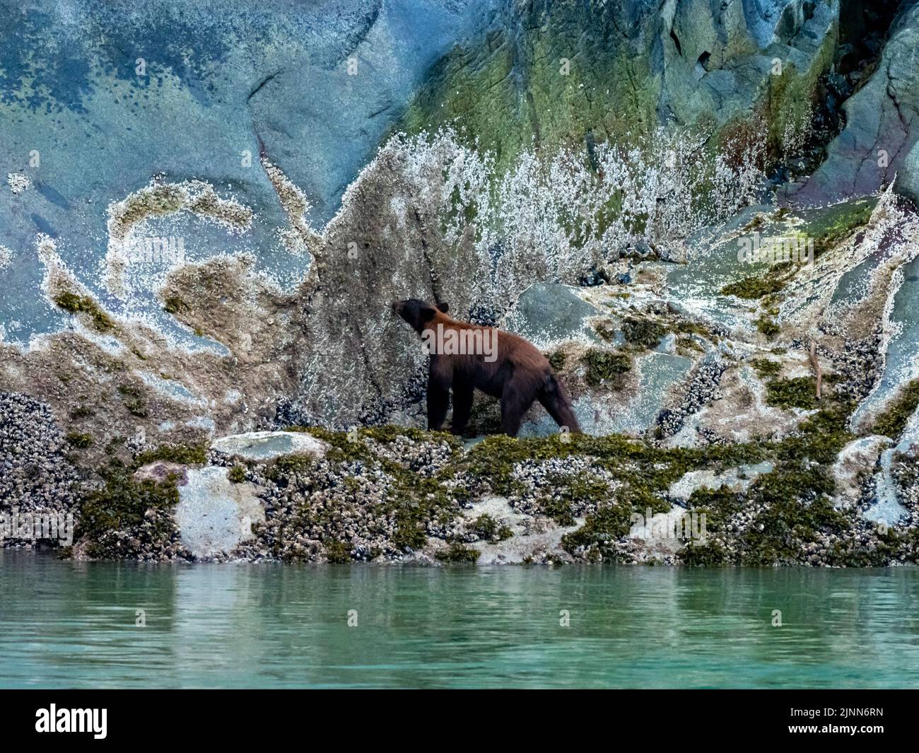 Schwarzbär, Ursus americanus, ernährt sich von Seepocken in der Gezeitenzone von Tracy Arm, Südost-Alaska Stockfoto