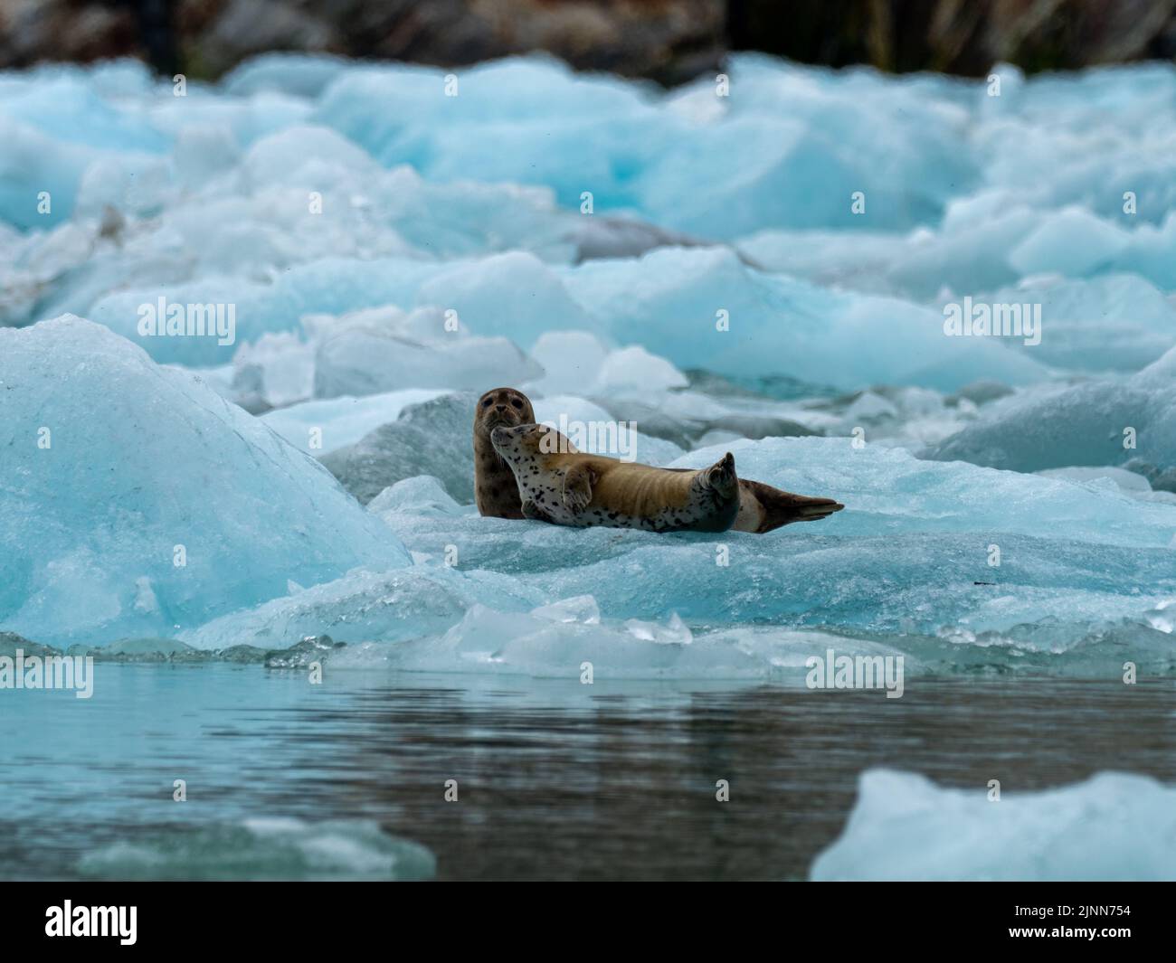 Seehund, Phoca vitulina, Mutter und Welpen auf Eis im Tracy Fjord Südost-Alaska Stockfoto