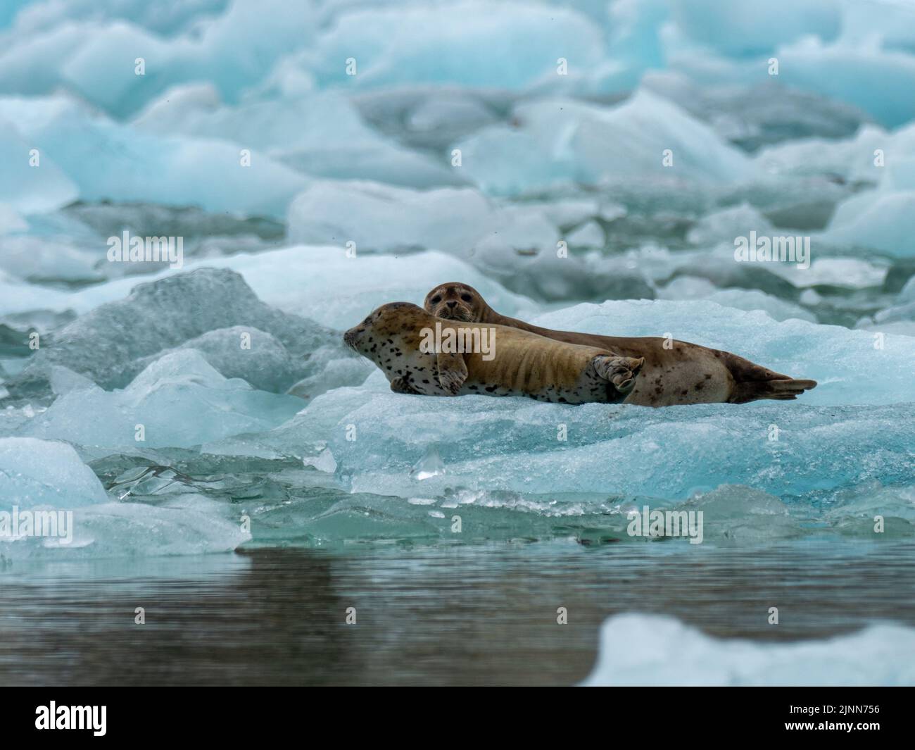 Seehund, Phoca vitulina, Mutter und Welpen auf Eis im Tracy Fjord Südost-Alaska Stockfoto