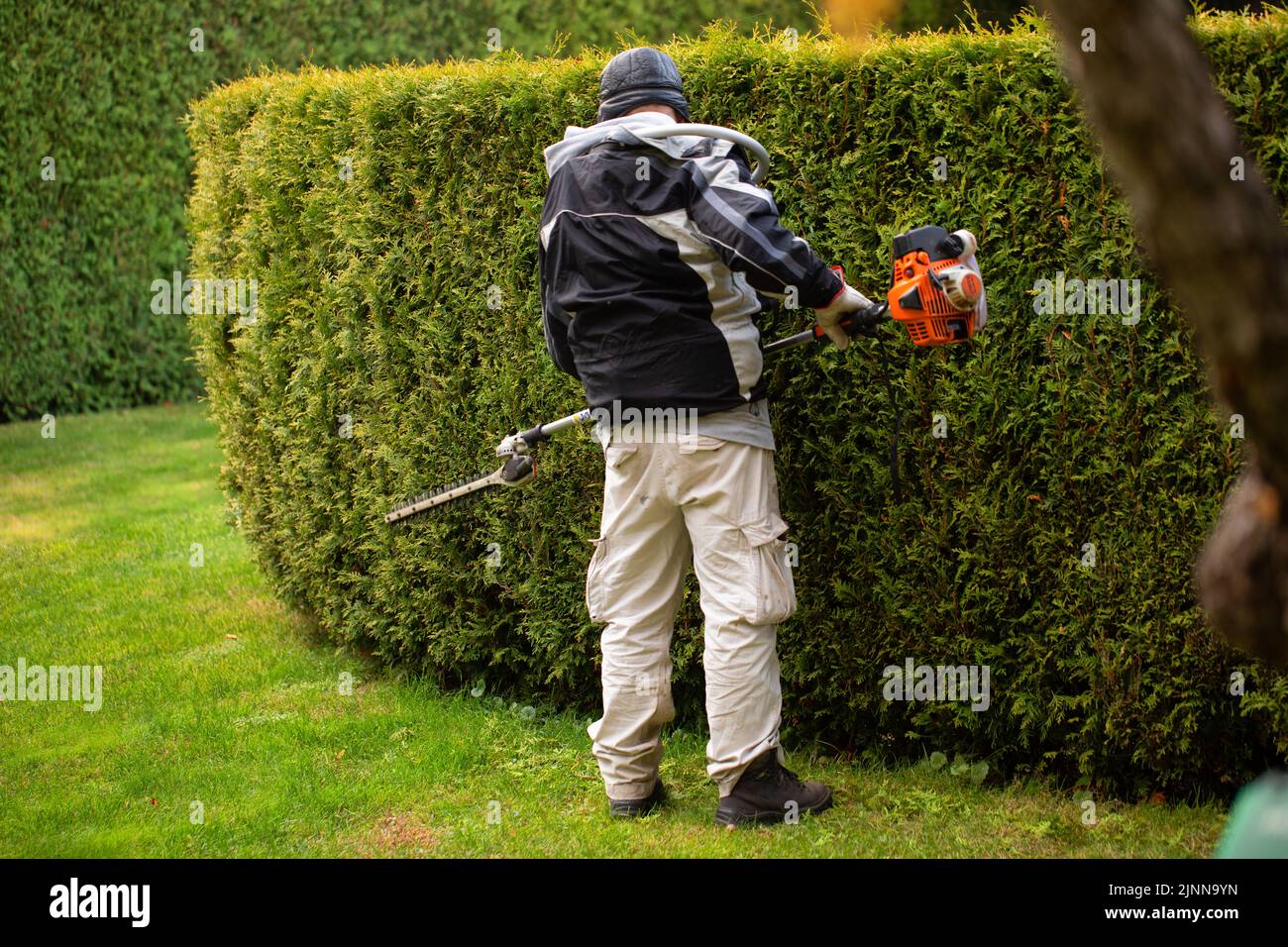 Der Gärtner trimmt die Hecke der Thuja, der immergrünen Pflanzen