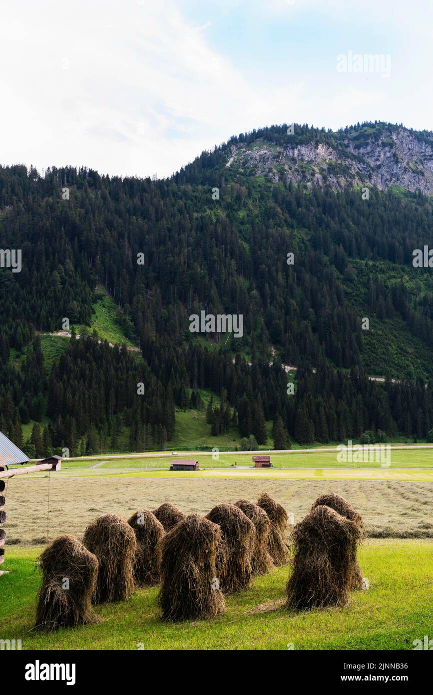 Heumandl, Heumann, Heu zum Trocknen aufgelegt, Tannheimer Tal, Österreich Stockfoto