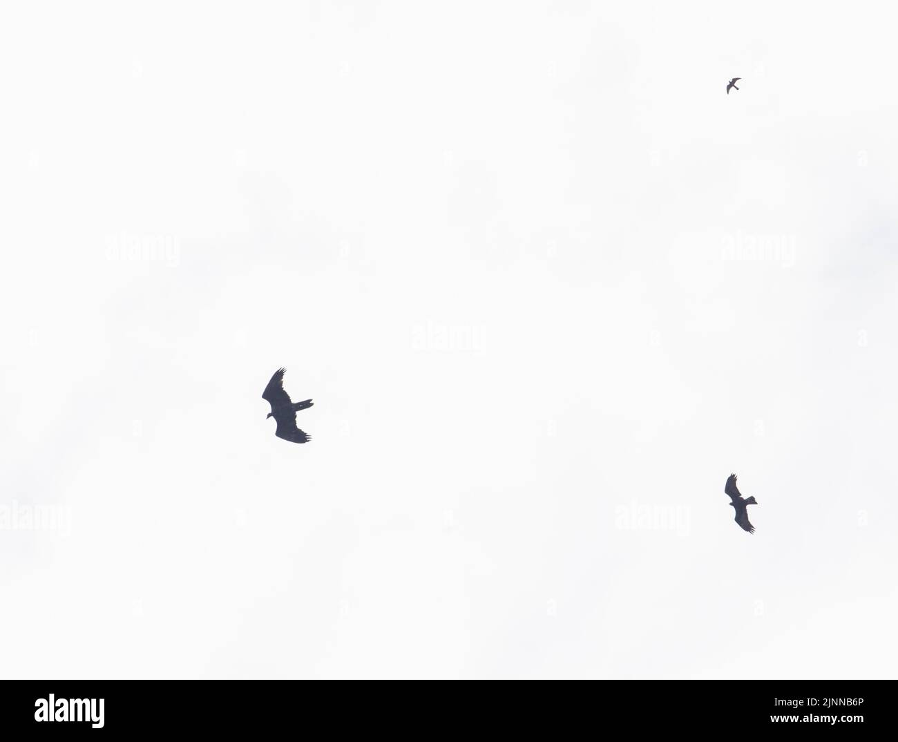 Flugbild von Bartgeier (Gypaetus barbatus), Steinadler (Aquila chrysaetos) und gemeinem Turmfalken (Falco tinnunculus), Berchtesgaden, Bayern Stockfoto