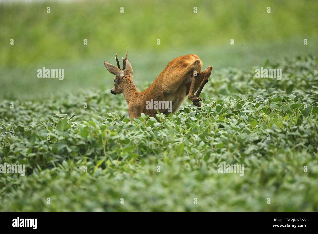 Europäisches Reh (Capreolus capreolus) Rehbock springt durch ein Sojabohnenfeld, Niederösterreich, Oesterreic Stockfoto