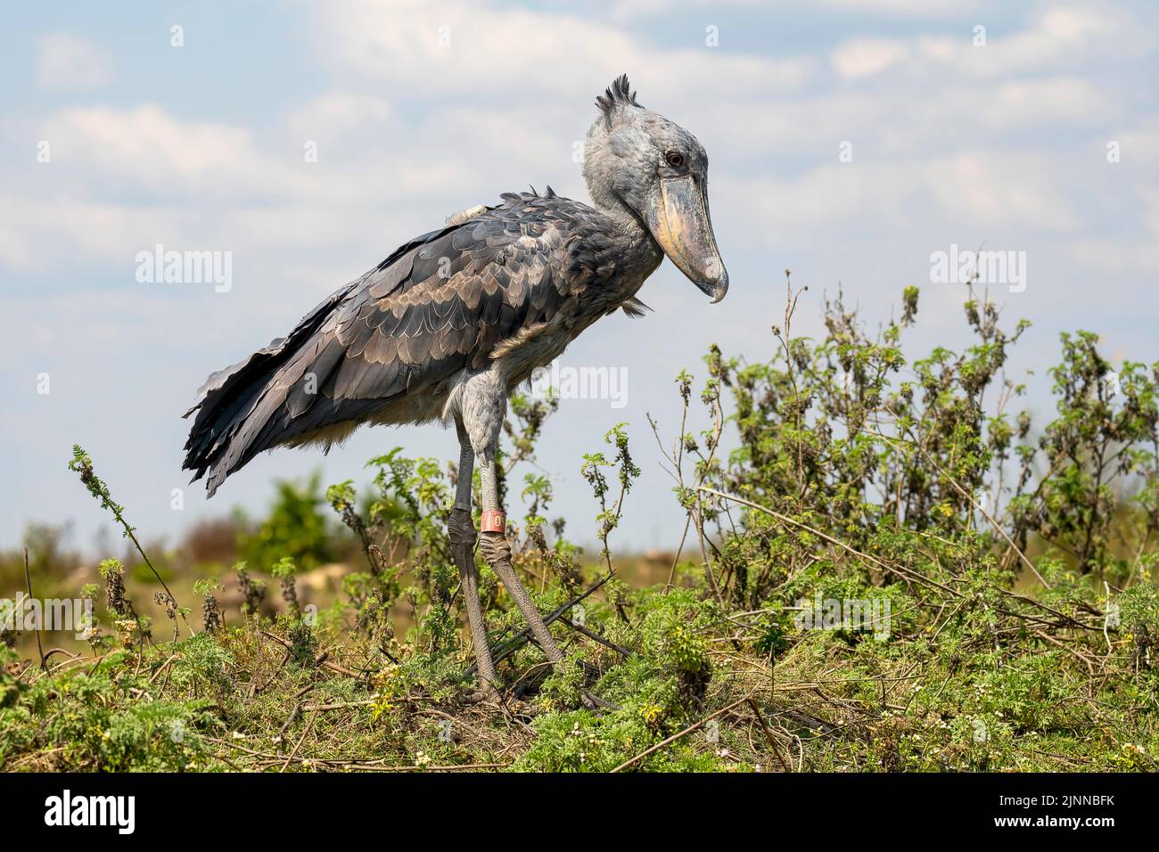 Schuhschnabel (Balaeniceps rex), auch Abu Markub, Bangweulu-Sümpfe, Sambia Stockfoto