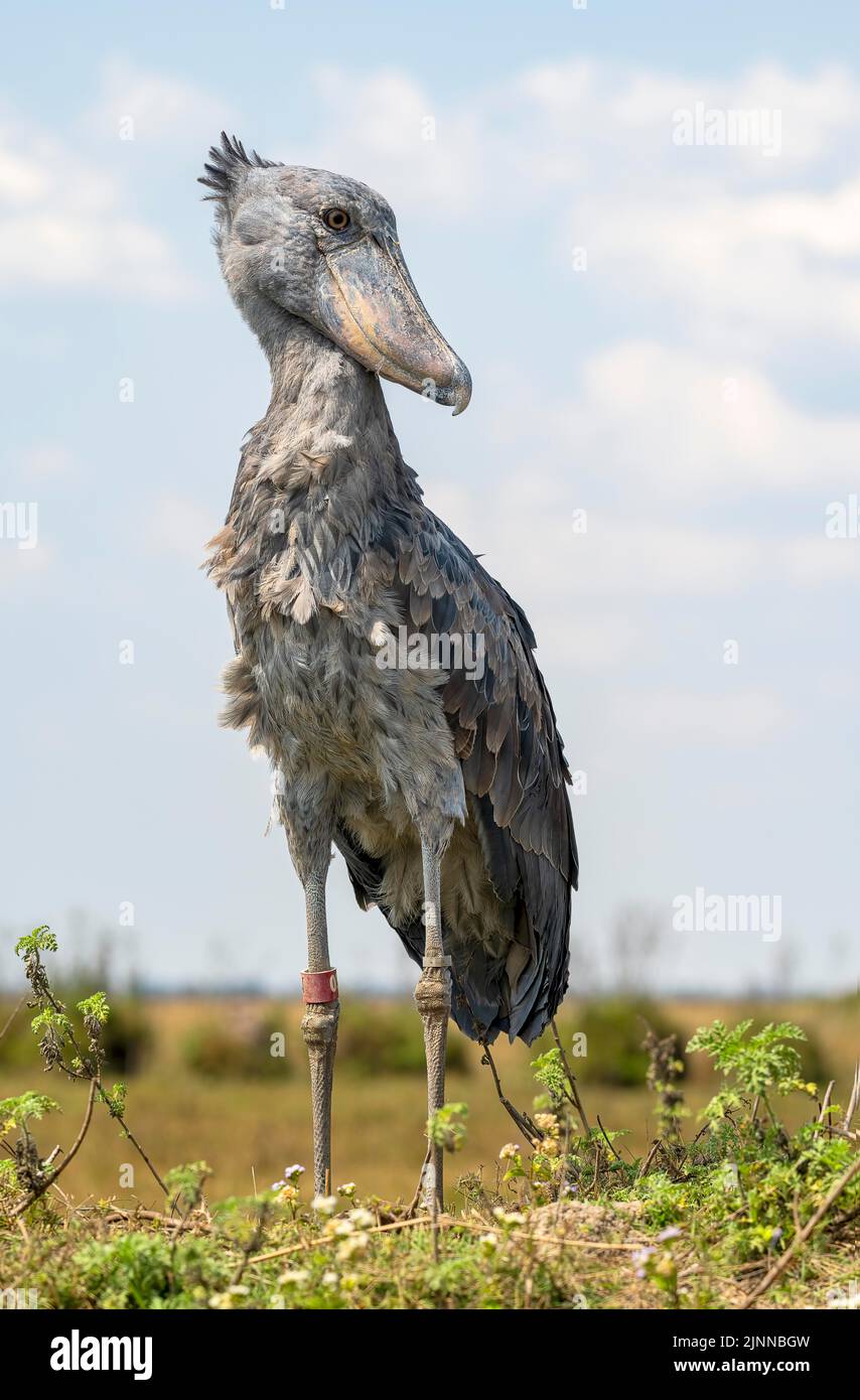 Schuhschnabel (Balaeniceps rex), auch Abu Markub, seitwärts blickend, Bangweulu-Sümpfe, Sambia Stockfoto