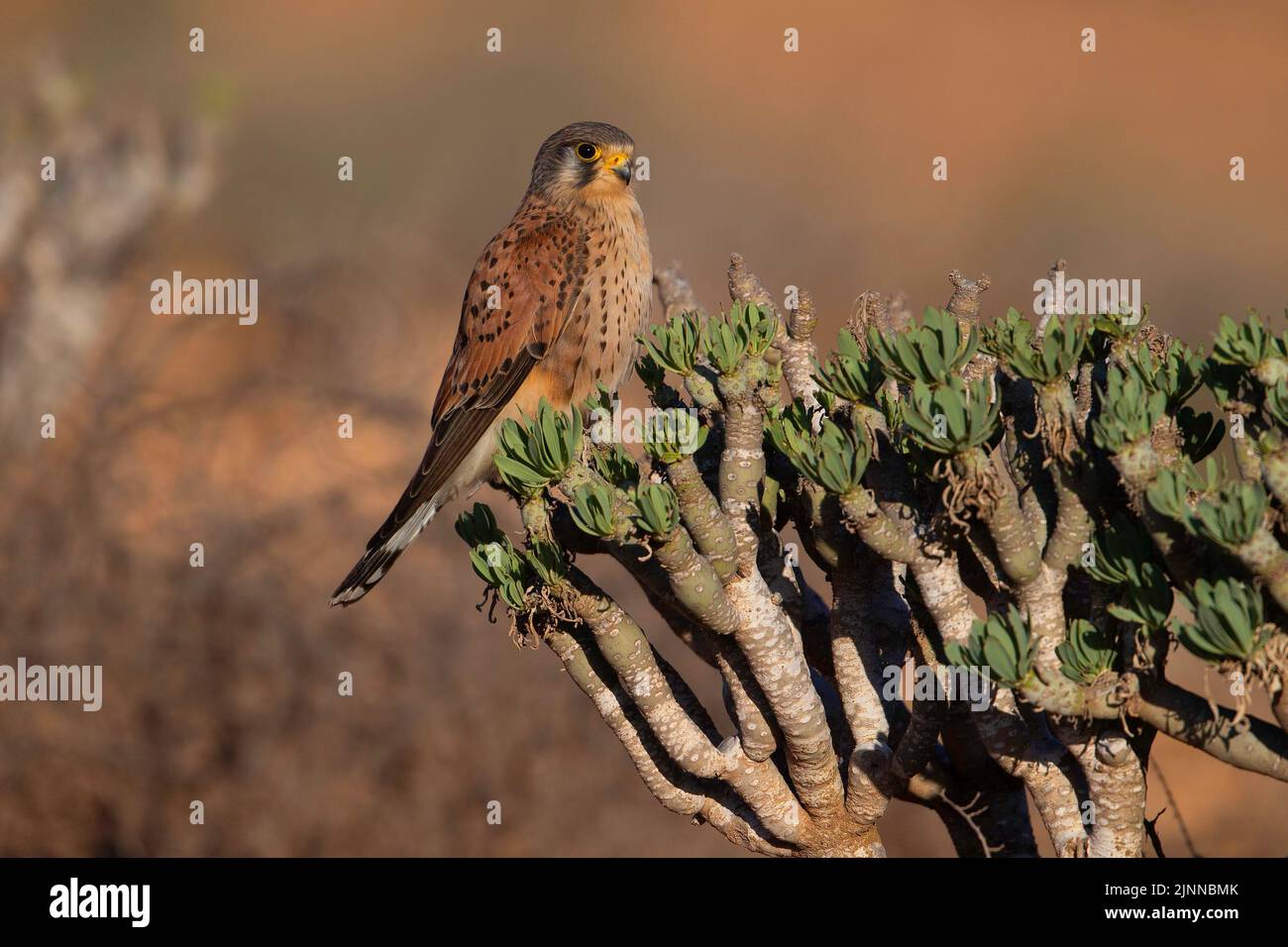 Kestrel (Falco tinnunculus canariensis), Fuerteventura, Spanien Stockfoto