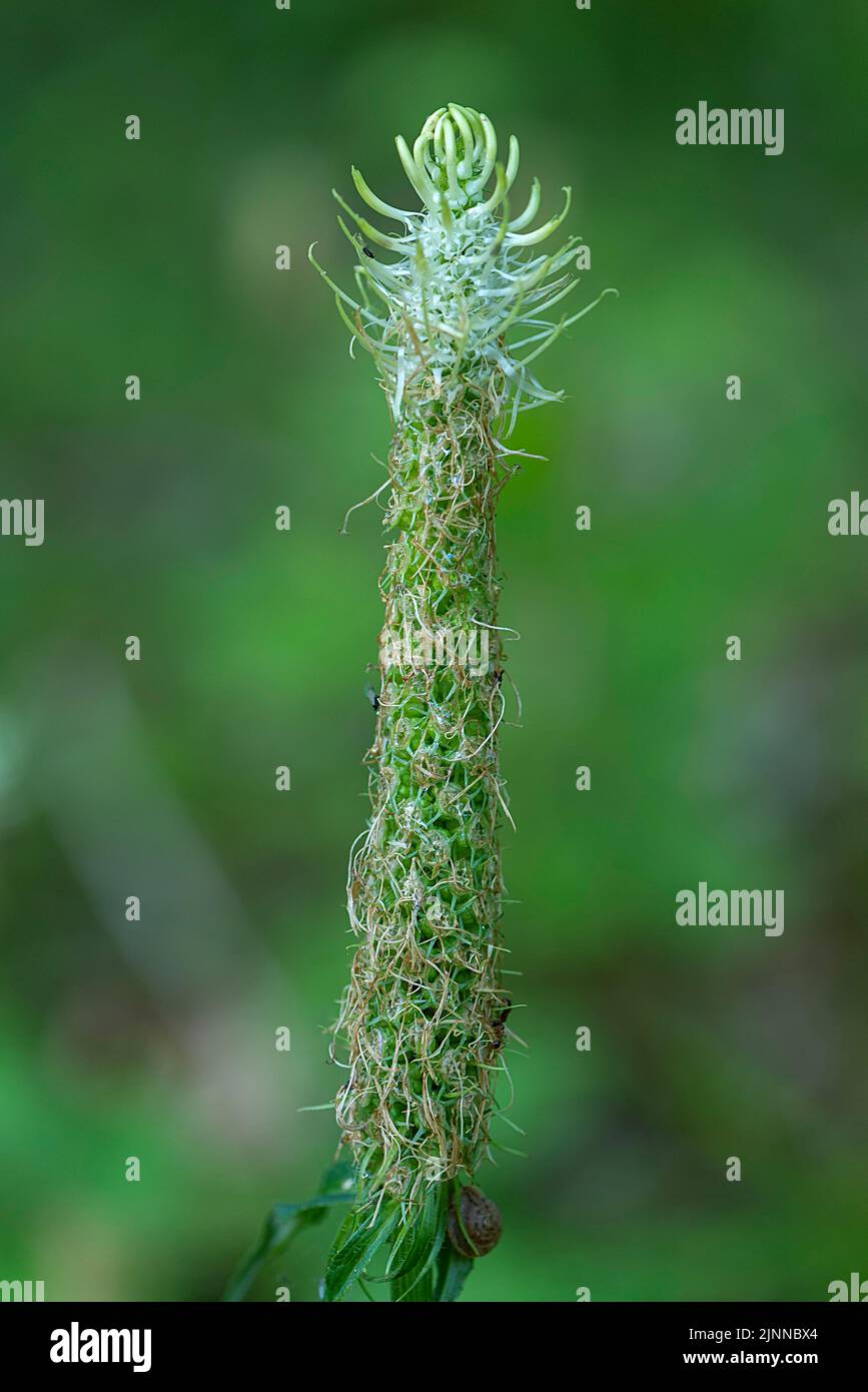 Verwelkte Stachelrampion (Phyteuma spicatum), Bayern, Deutschland Stockfoto