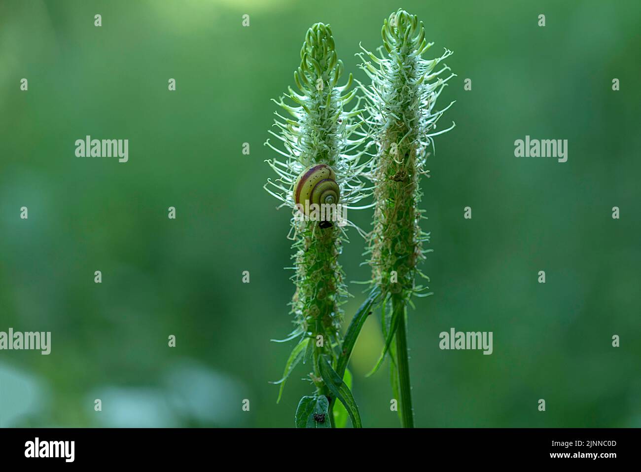Schnecke auf einer verwelkten Spitze von Stachelrampion (Phyteuma spicatum), Bayern, Deutschland Stockfoto