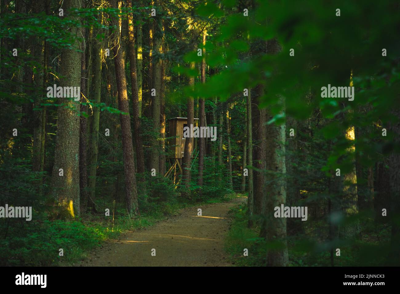 Jägersitz im tiefgrünen Wald, Lichtstrahlen am Abend, Schwarzwald, Unterhaugstett, Deutschland Stockfoto