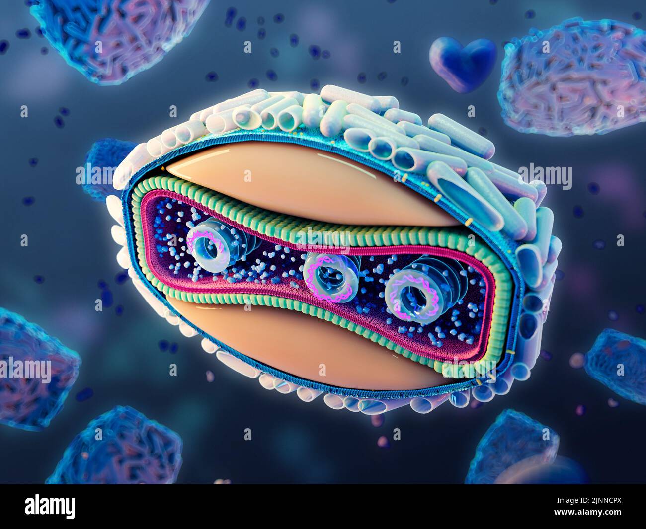 Querschnittsstruktur eines Monkeypox-Virus, Illustration Stockfoto