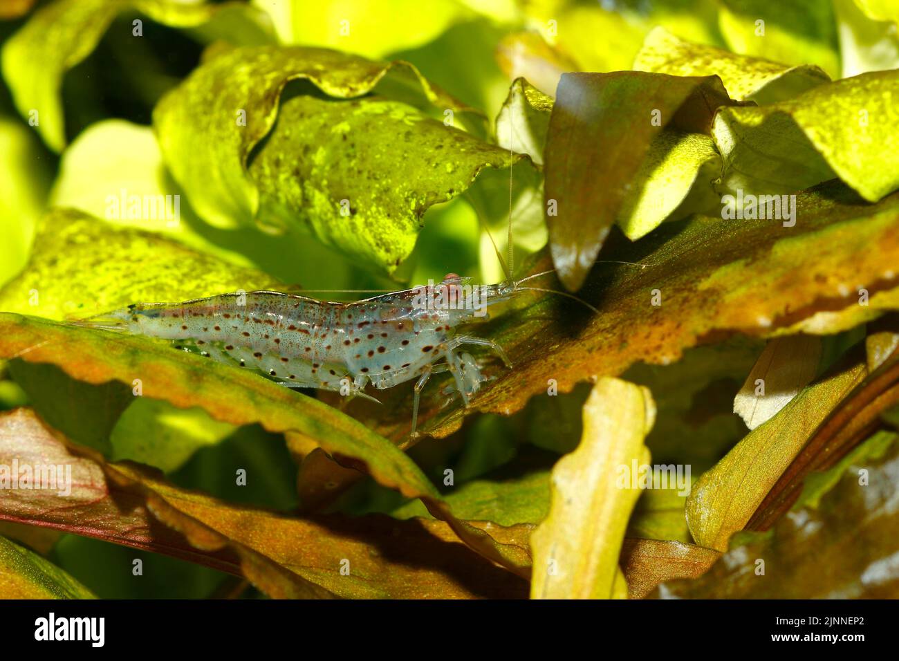 Amano Shrimp Amano Shrimp (Caridina japonica), Süßwasser-Shrimp Stockfoto