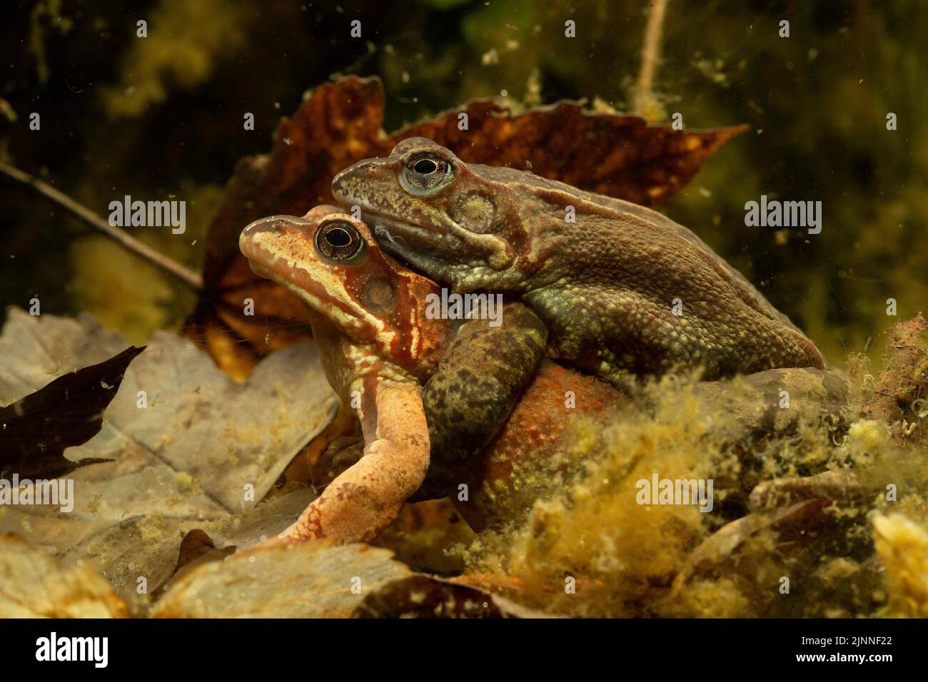 Gemeiner Frosch (Rana temporaria), Paar in Amplexus auf Wasserboden, Thüringen, Deutschland Stockfoto