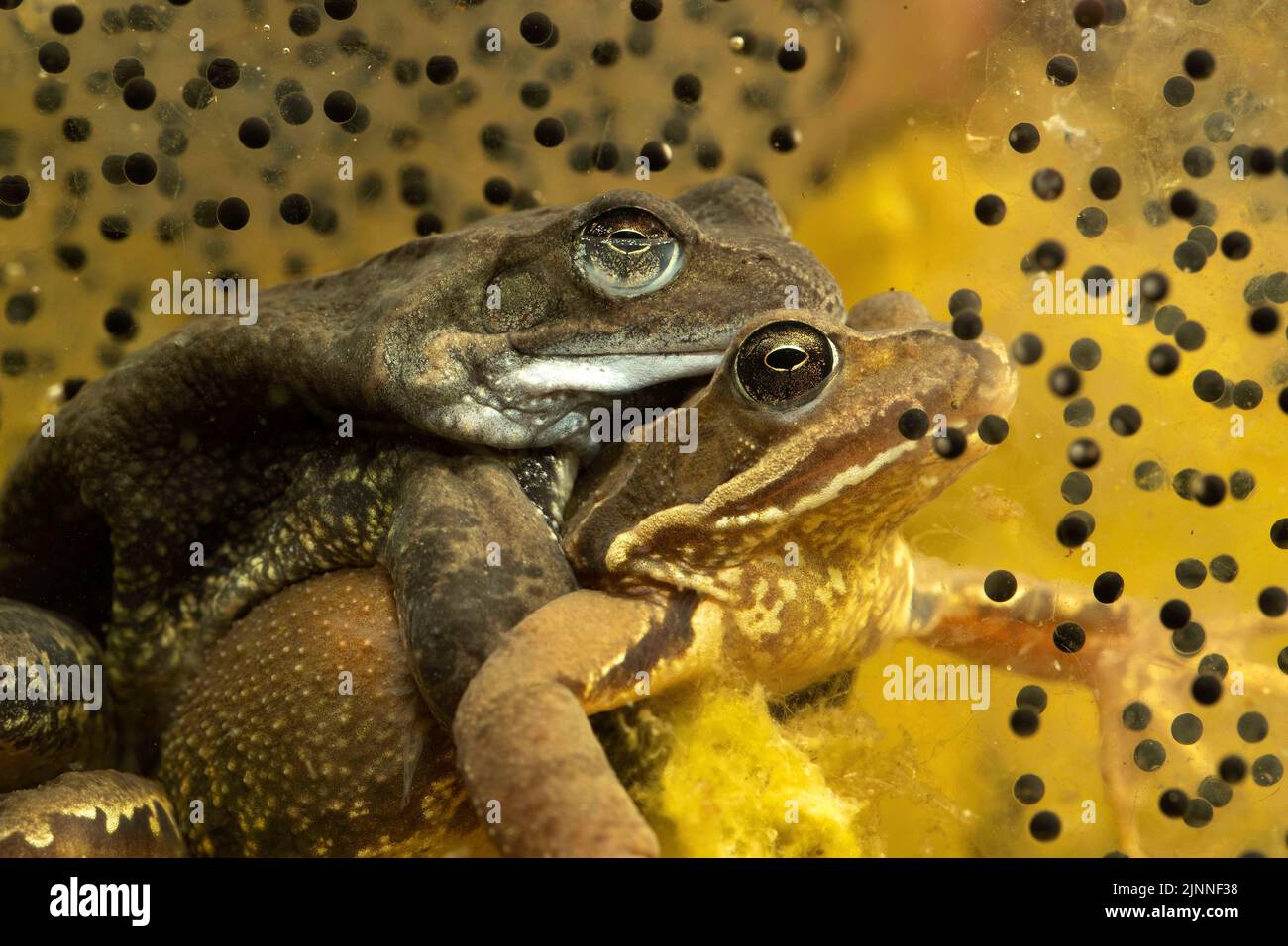 Gewöhnlicher Frosch (Rana temporaria), Paar in Amplexus auf Wasserboden zwischen Laichpads, Thüringen, Deutschland Stockfoto