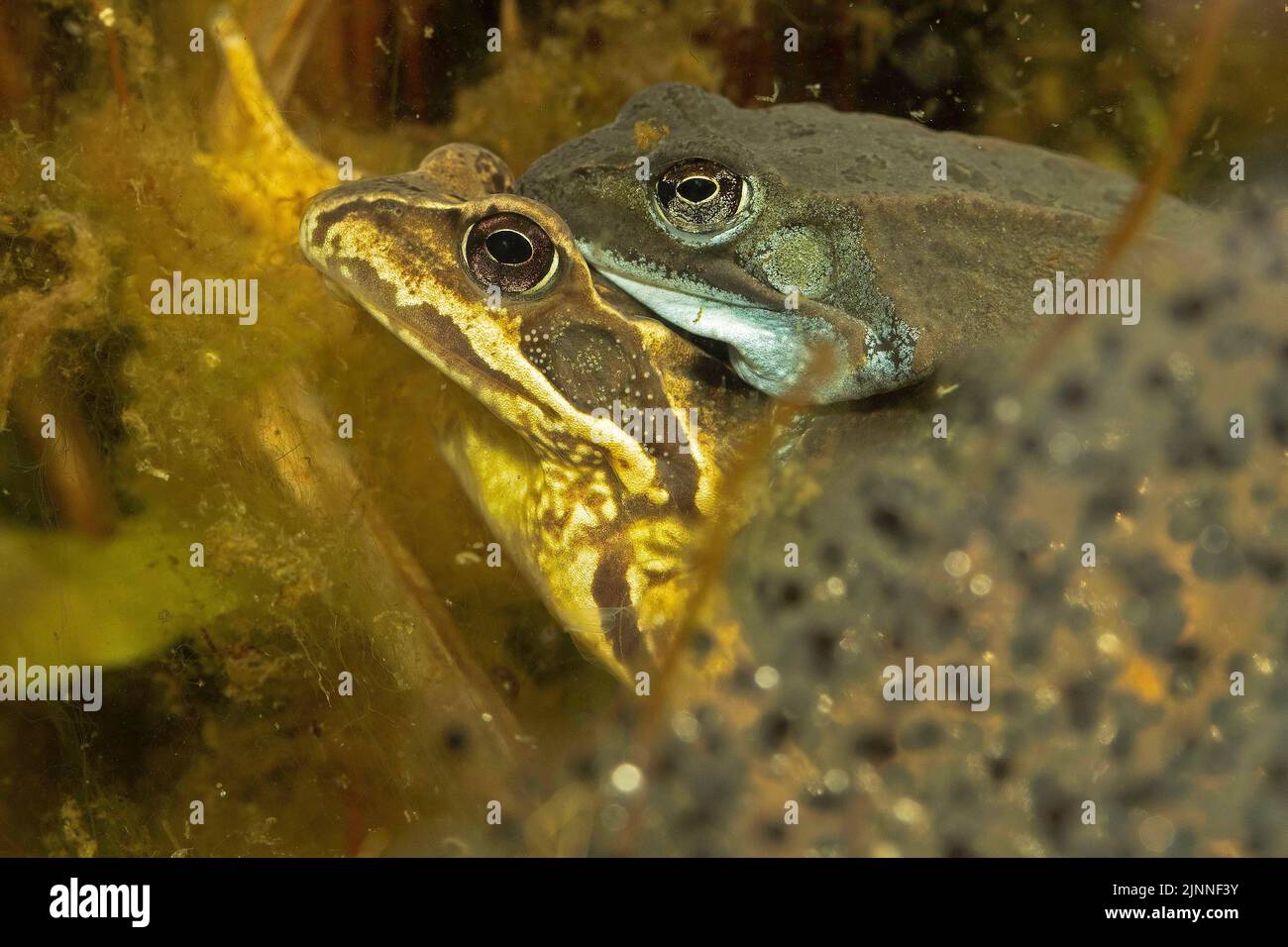 Gewöhnlicher Frosch (Rana temporaria), Paar in Amplexus auf Wasserboden zwischen Laichpads, Thüringen, Deutschland Stockfoto