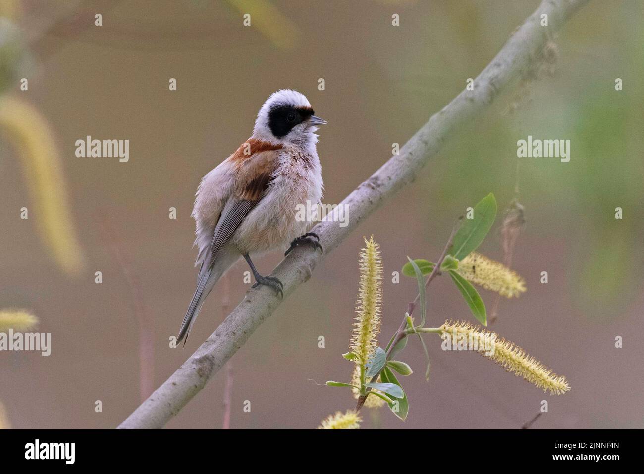 Eurasische Pendelmeise (Remiz pendulinus), männlicher Gesang während der Balz, Thüringen, Deutschland Stockfoto