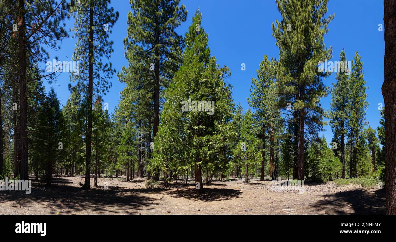 Panoramablick auf Kiefernwald, Kiefernnadeln, Kiefernzapfen und Sträucher an einem sonnigen Tag. Stockfoto