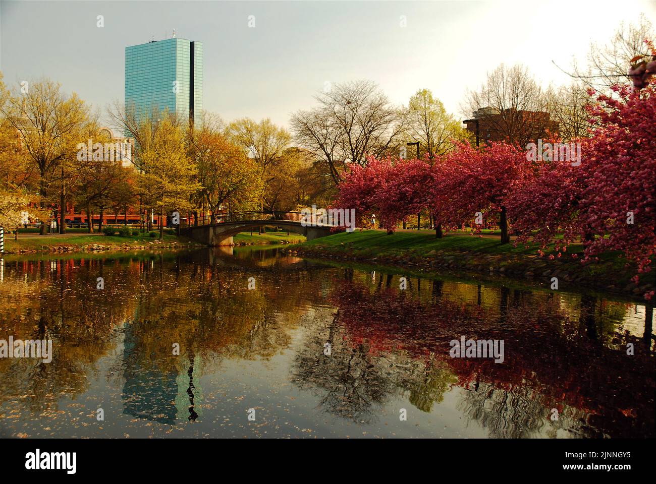 Das John Hancock Building in Boston erhebt sich über den blühenden Kirschblütenbäumen und spiegelt sich im Frühjahr im Wasser der Charles River Esplanade wider Stockfoto