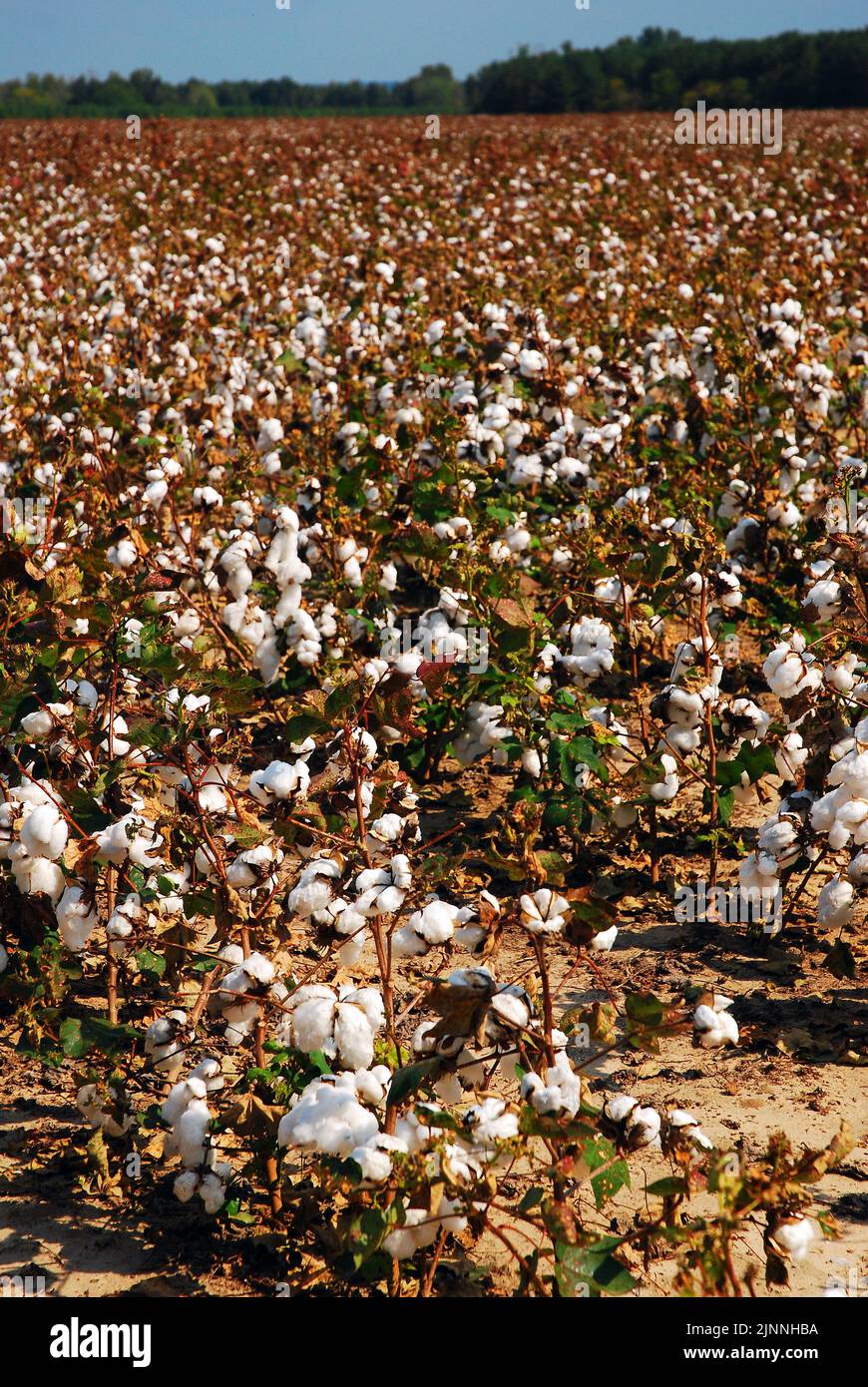 Die weißen Puffs der Oberseite der Baumwollpflanzen sind auf einer Plantage im Süden der Vereinigten Staaten sichtbar Stockfoto