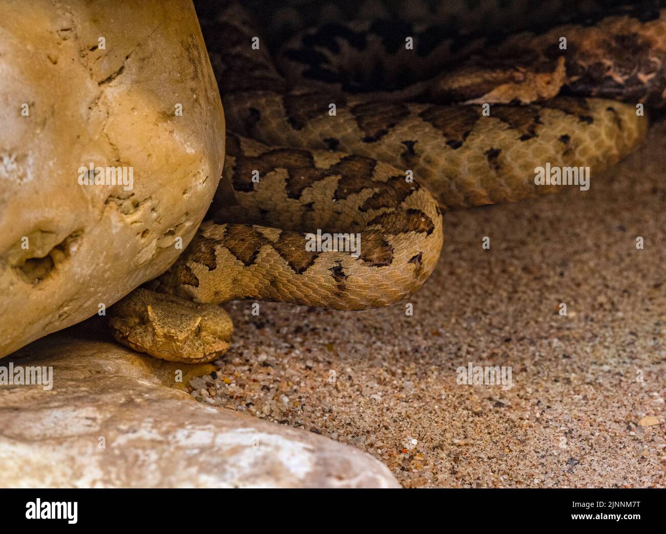 Gehörnte Viper, langnasige Viper oder gewöhnlicher Sandadder (Vipera ammodytes) Stockfoto