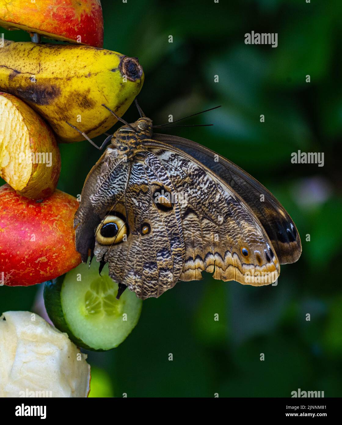 Morpho peleides, auch bekannt als Peleides blue morfo oder gemeiner morpho, ist ein tropischer Schmetterling. Stockfoto