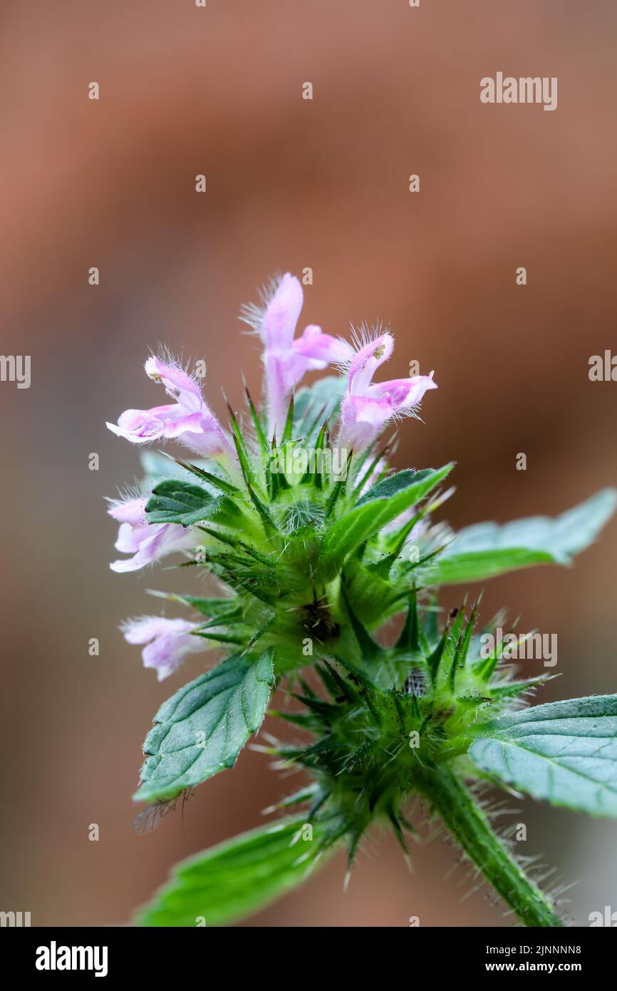 Gewöhnliche Hanfnessel Stockfoto