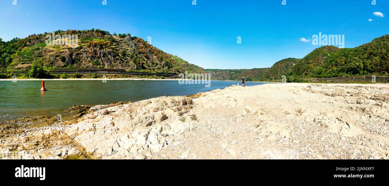 Dürre in Deutschland. Niederwasser des Rheins bei Kaub, Rheinland-Pfalz Stockfoto