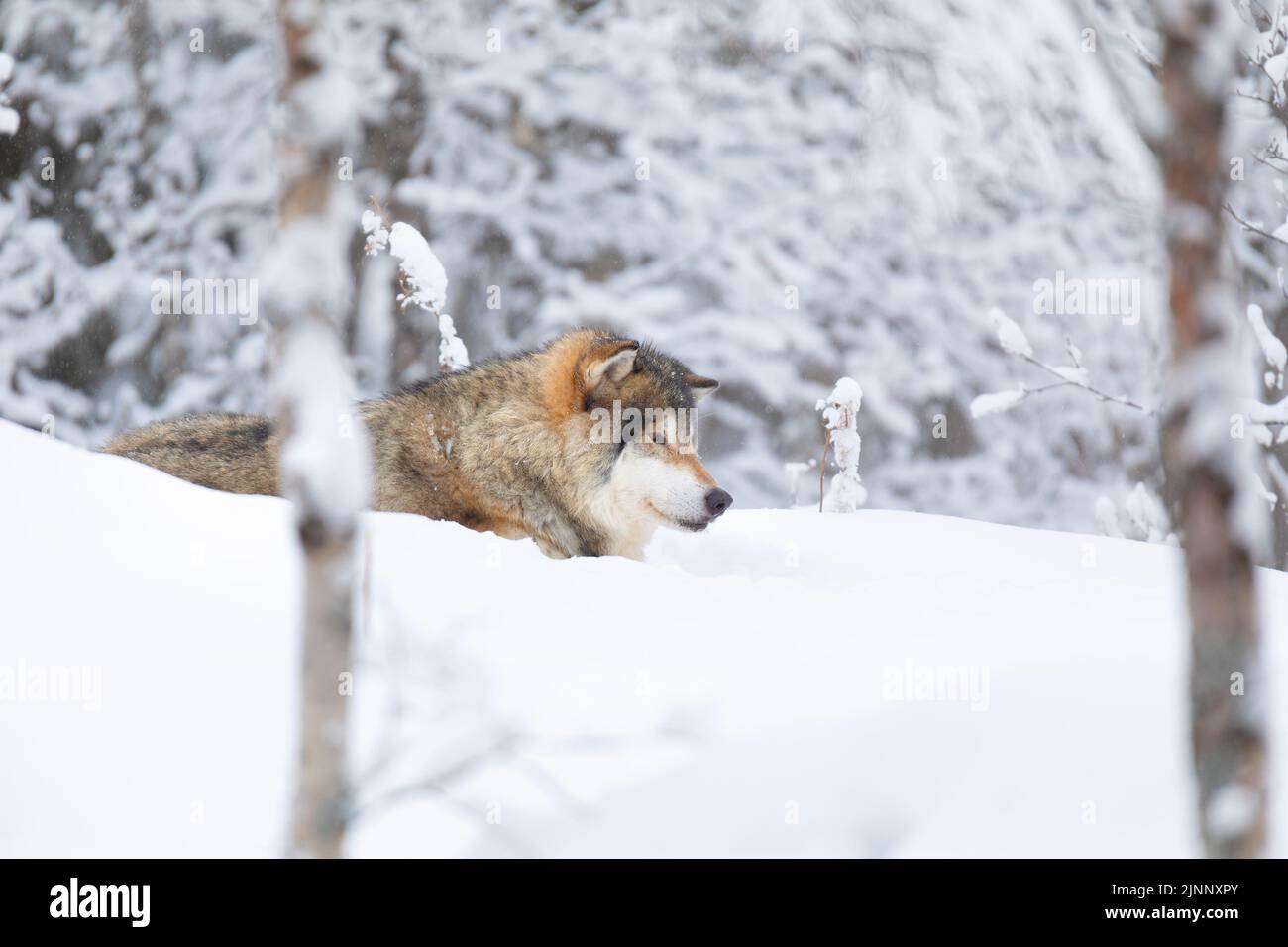 Schöner Wolf, der im Schnee in einem wunderschönen Winterwald spazierengeht Stockfoto