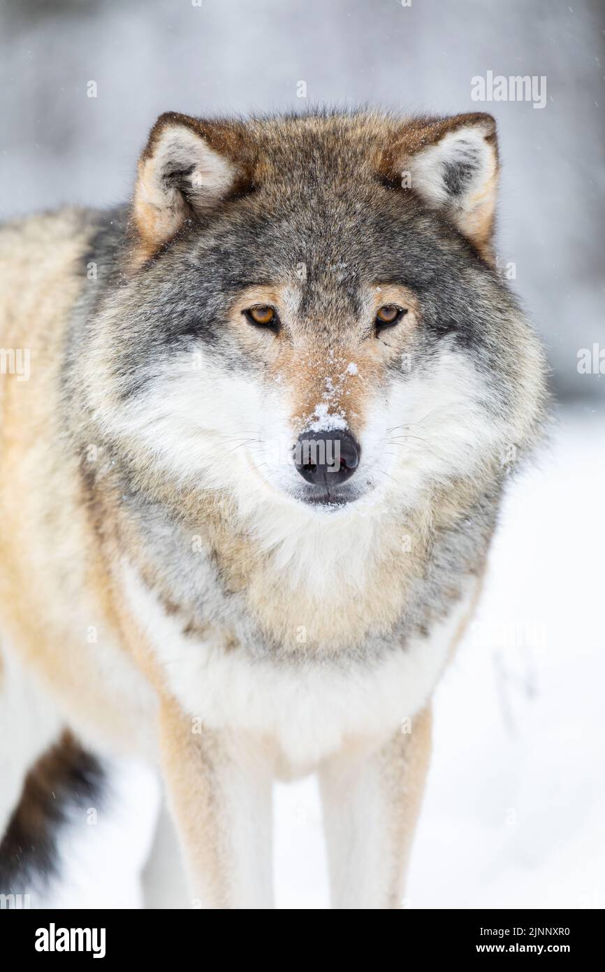 Nahaufnahme eines männlichen Wolfes im kalten Winter Stockfoto