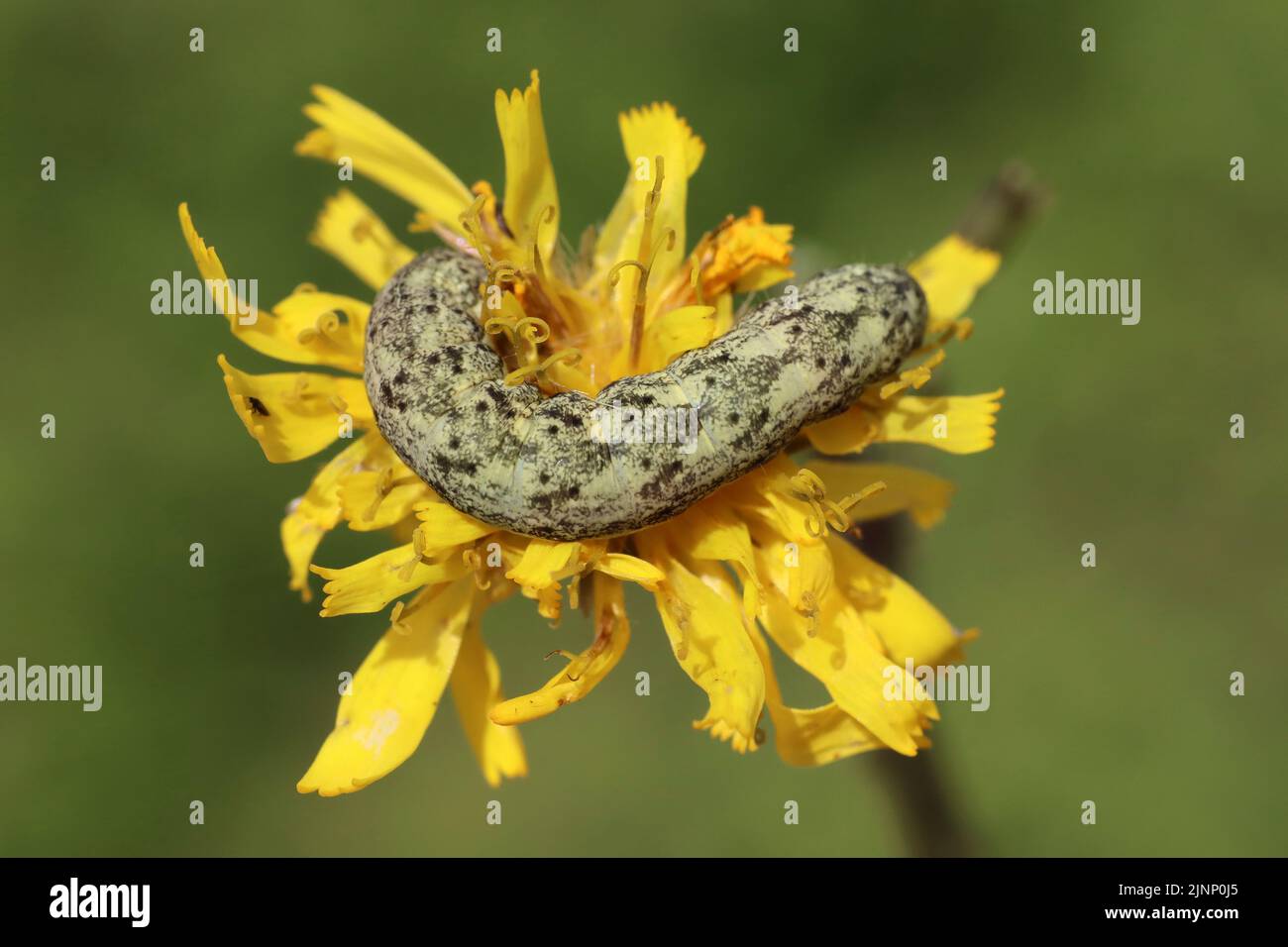 Raupe der breitarbigen weißen Hecatera bicolorata, die sich von den Blüten der Falkenkräuter und Saudisteln füttern Stockfoto