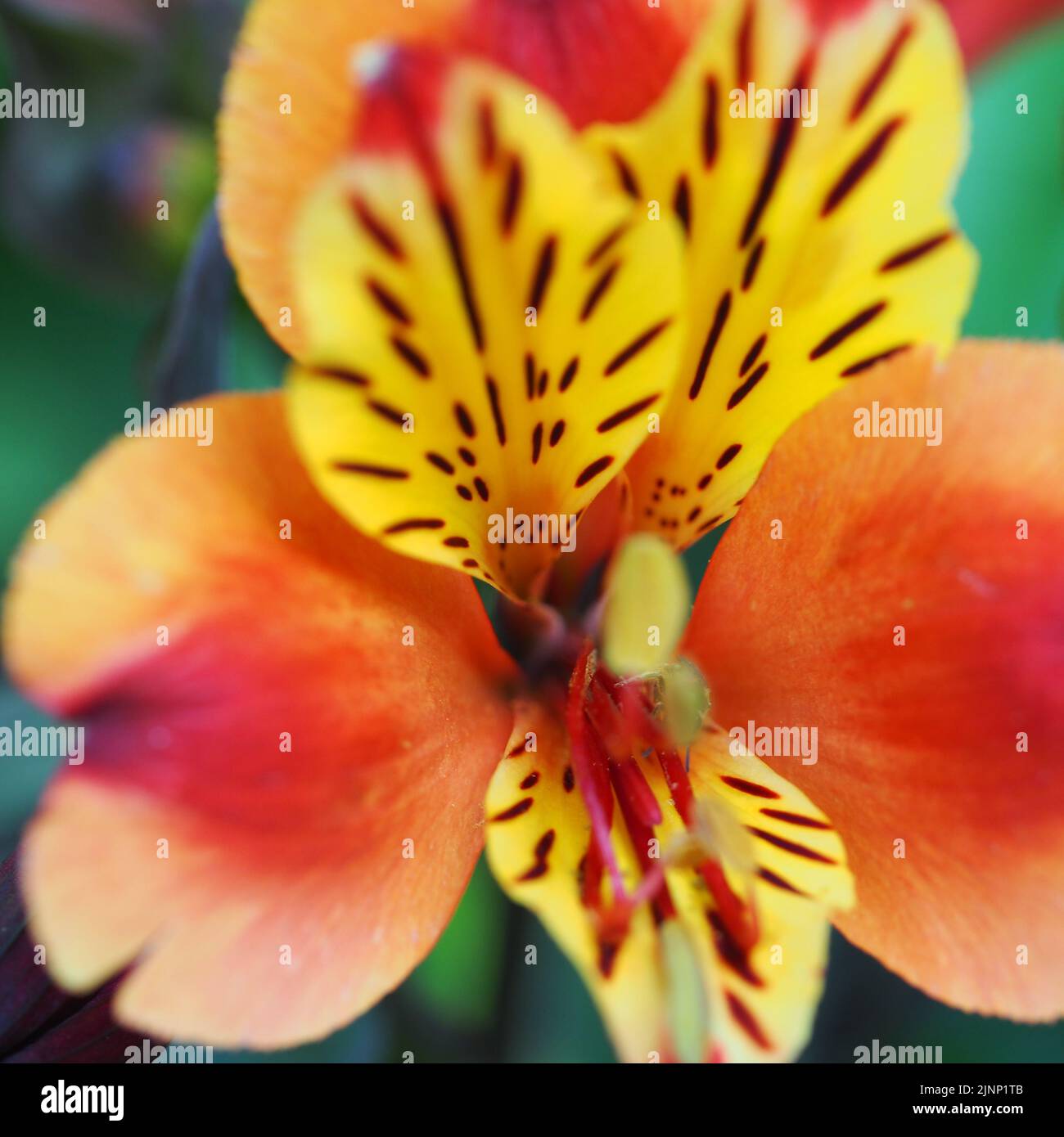 Orchideenblüte mit Mustern im Detail Stockfoto