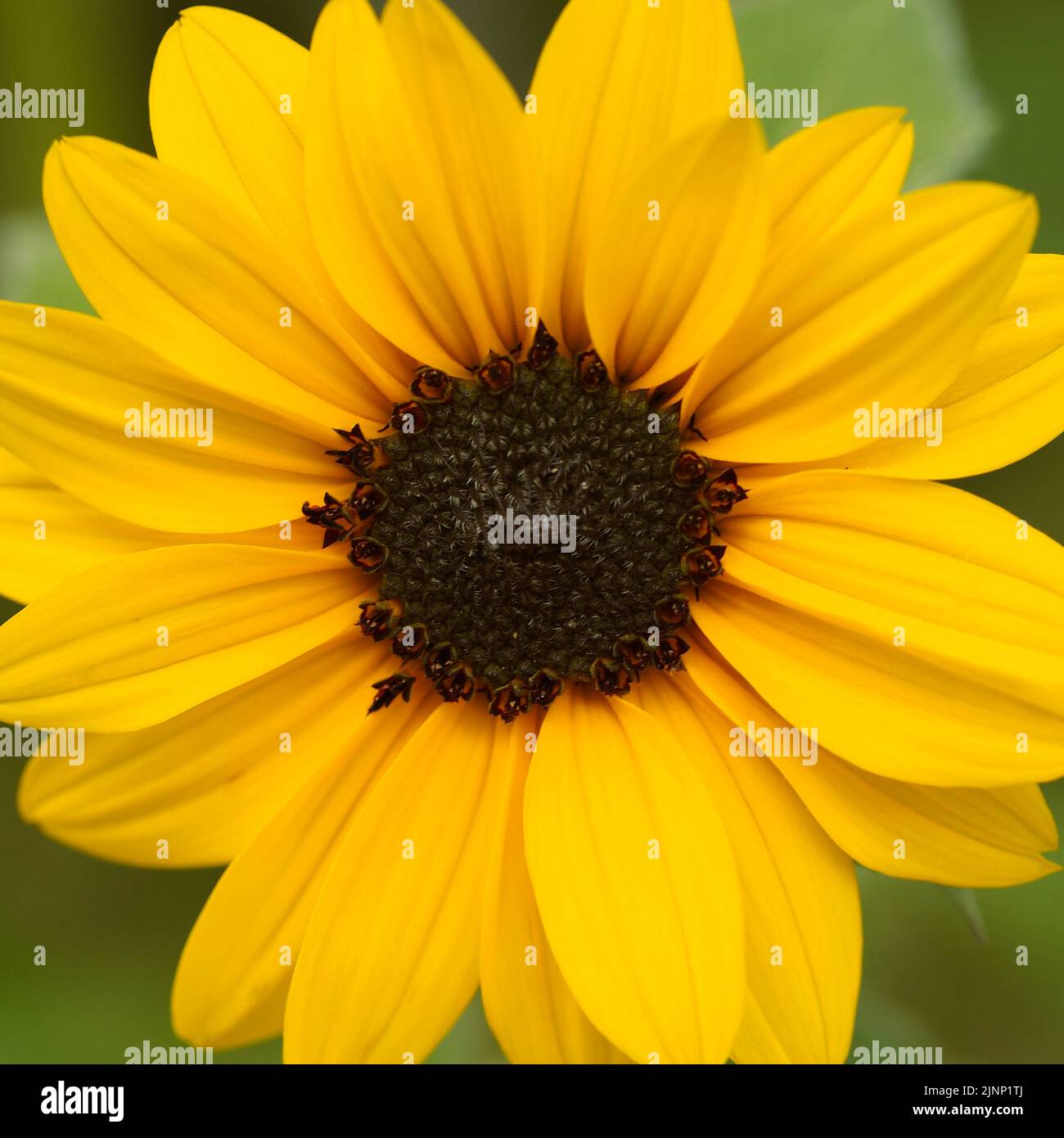 Sonnenblume im Detail, Blüten einer Sonnenblume im Fokus ...