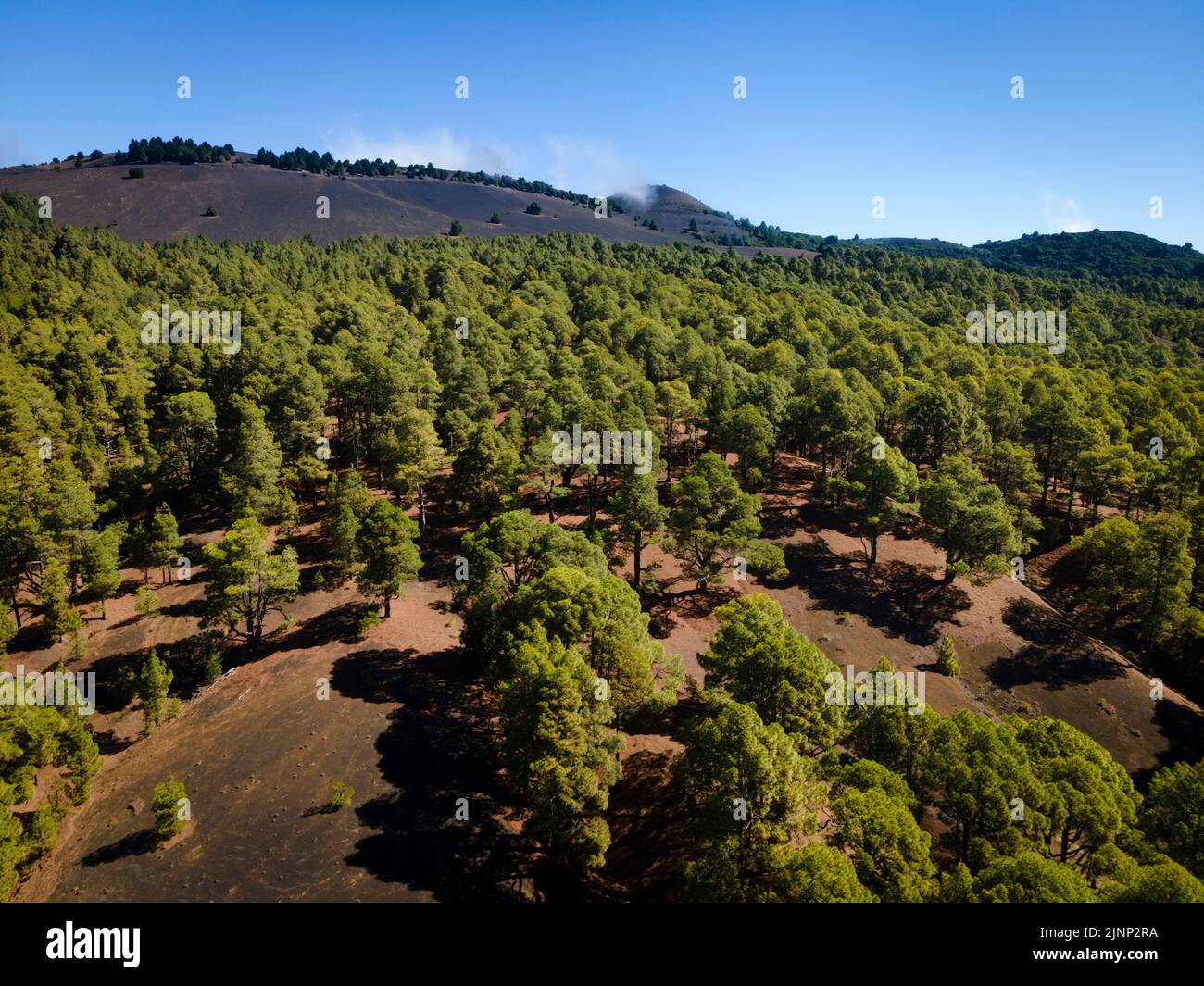 Drohnenflug über den wunderschönen grünen Pinienwald auf El Hierro, el pinar Stockfoto