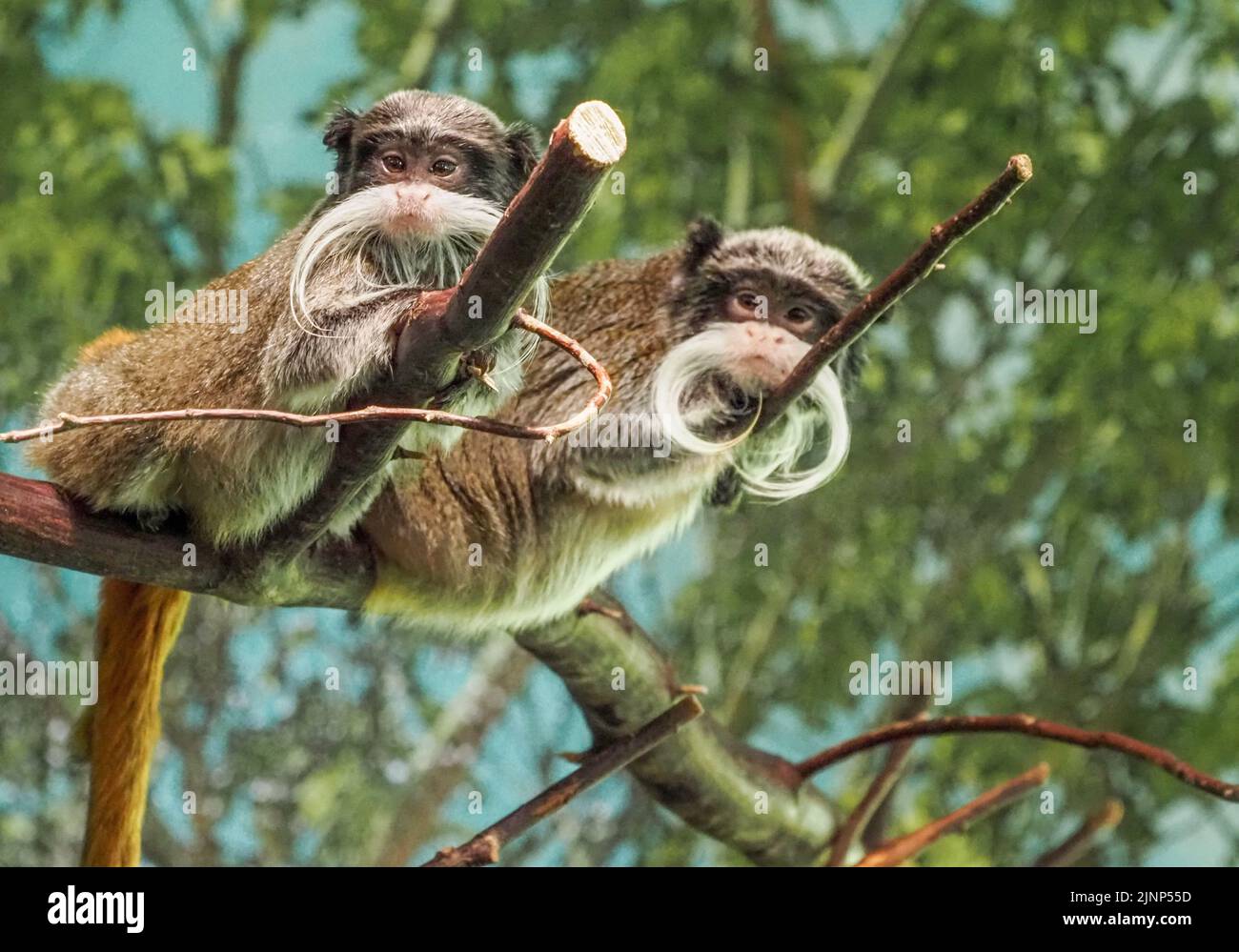 Salzburg, Österreich. 5. August 2020. Zwei kaiserliche Tamarine auf einem Baum im Salzburger Zoo. (Bild: © Igor Golovniov/SOPA Images via ZUMA Press Wire) Stockfoto