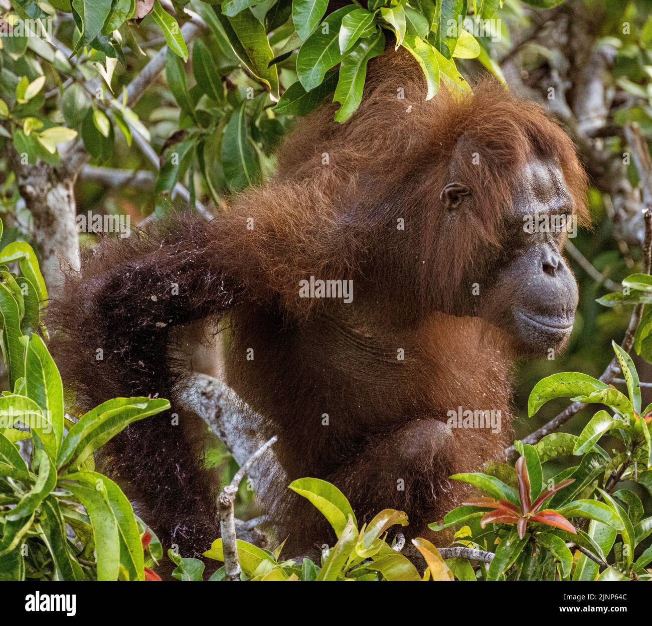 Das Sepilok Orang-Utan-Rehabilitationszentrum beherbergt 60-80 wilde Orang-Utans, die nur vom Fluss aus gesehen werden können. Diese werden in die Wildnis entlassen, wenn sie bereit sind. Stockfoto