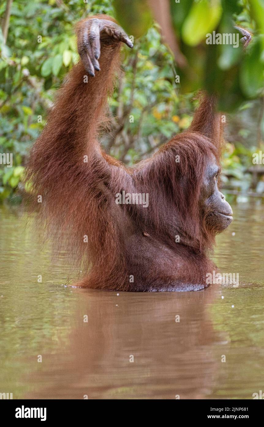 Das Sepilok Orang-Utan-Rehabilitationszentrum beherbergt 60-80 wilde Orang-Utans, die nur vom Fluss aus gesehen werden können. Diese werden in die Wildnis entlassen, wenn sie bereit sind. Stockfoto