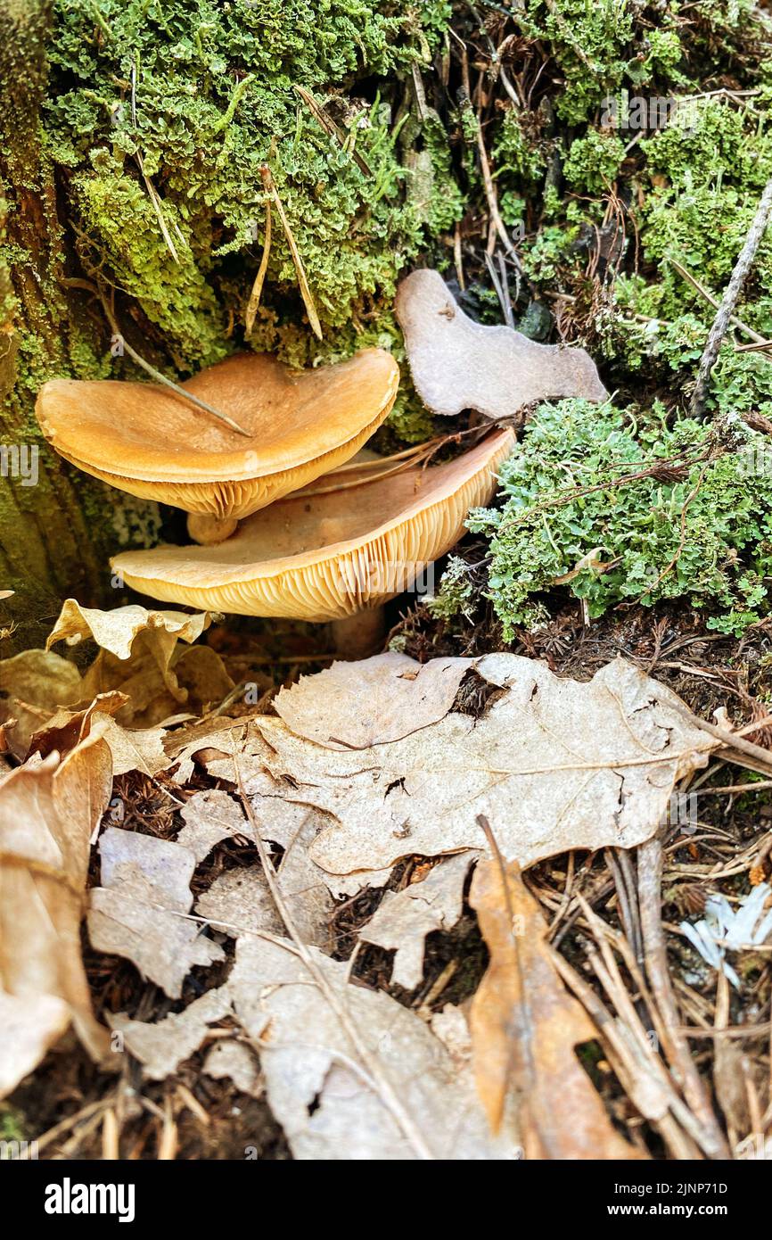Wilde giftige Pilze im Wald im Herbst zwischen trockenen Blättern und Moos an sonnigen Tagen. Stockfoto