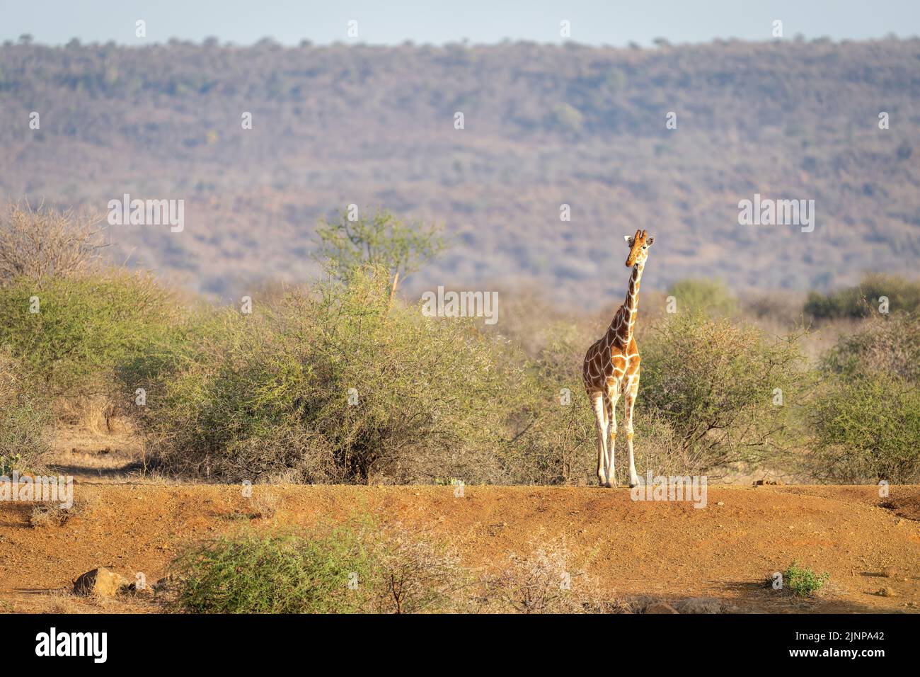 Die Netzgiraffe steht auf einer sonnenbeschienenen Erdbank Stockfoto