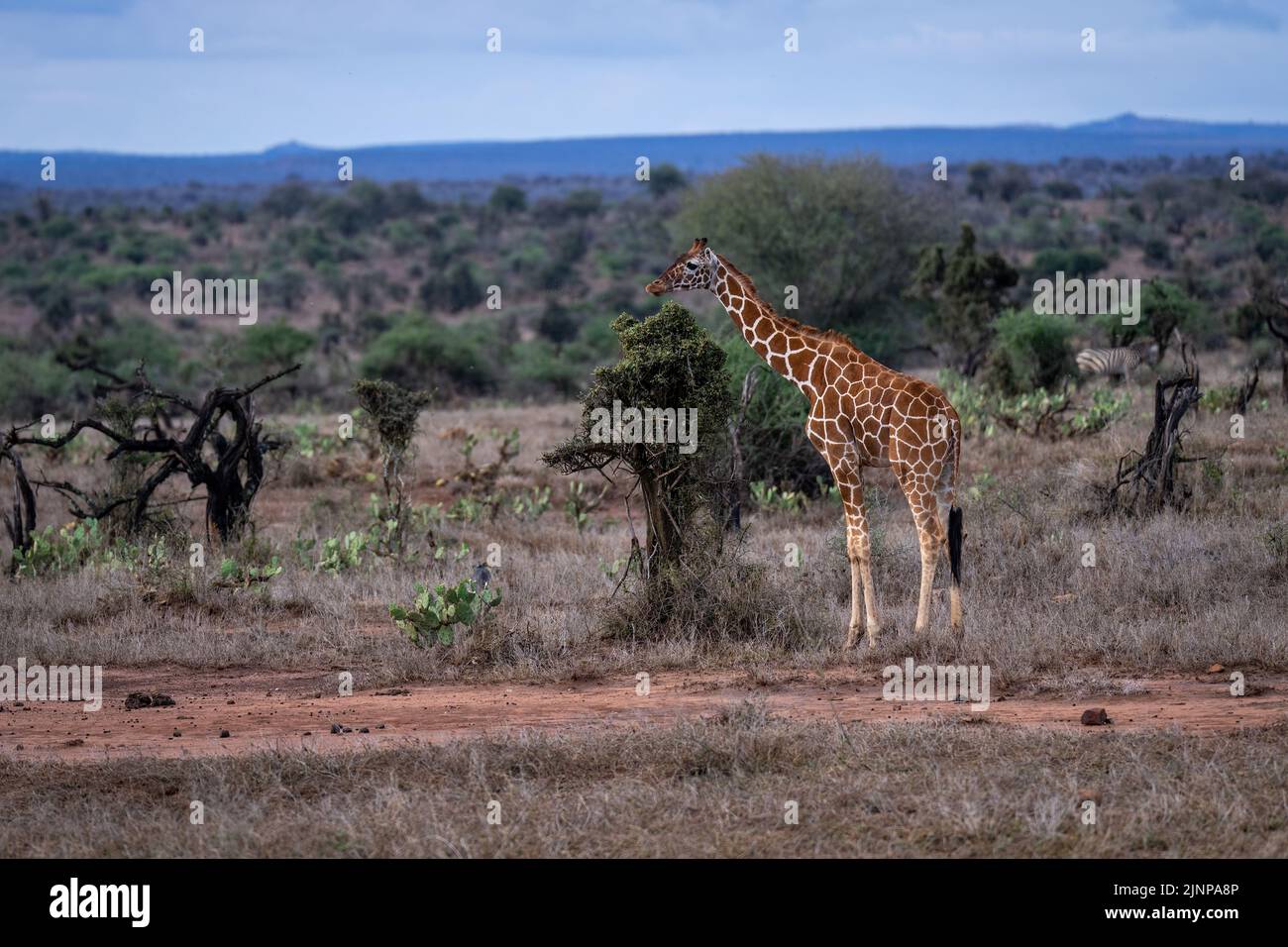 Die Netzgiraffe steht am Busch auf der Savanne Stockfoto
