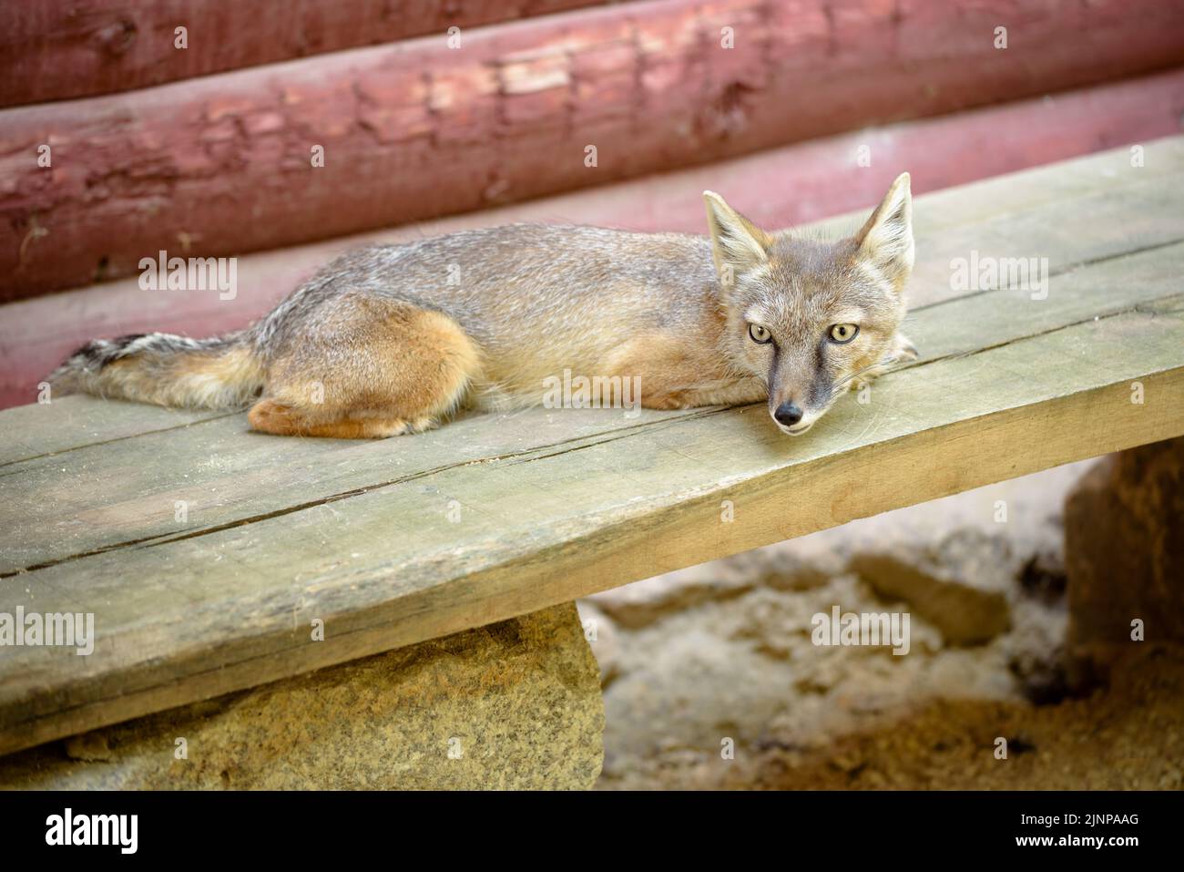 Der Corsac Fox - Vulpes corsac, ist ein mittelgroßer Fuchs, der in Steppen, Halbwüsten und Wüsten in Zentralasien, bis in die Mongolei und den nördlichen CH, gefunden wird Stockfoto