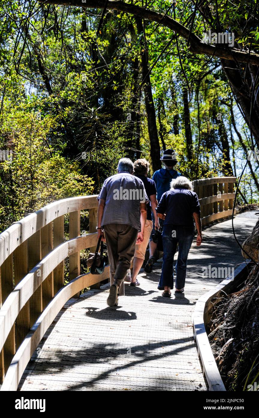Besucher wandern auf einem breiten Holzweg durch den Regenwald, der zur Hokitika Gorge an der Westküste von South Island in Neuseeland führt Stockfoto
