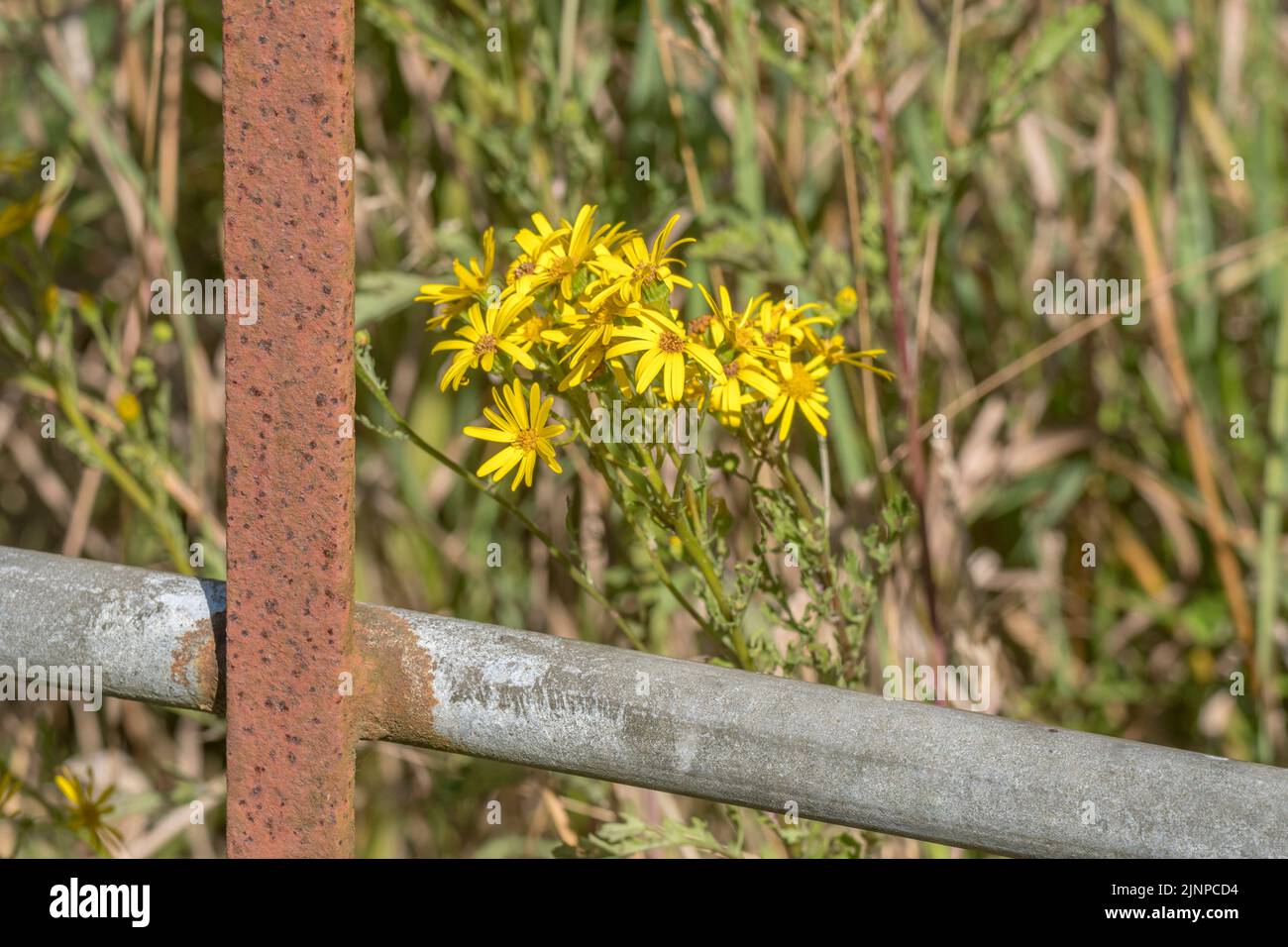 Gelbe Blütengruppe der Gemeinen Ragwurz / jacobaea vulgaris syn Senecio jacobaea der Familie der Asteraceae. Ein schädliches Agrarunkraut nach dem Unkraut-Gesetz. Stockfoto